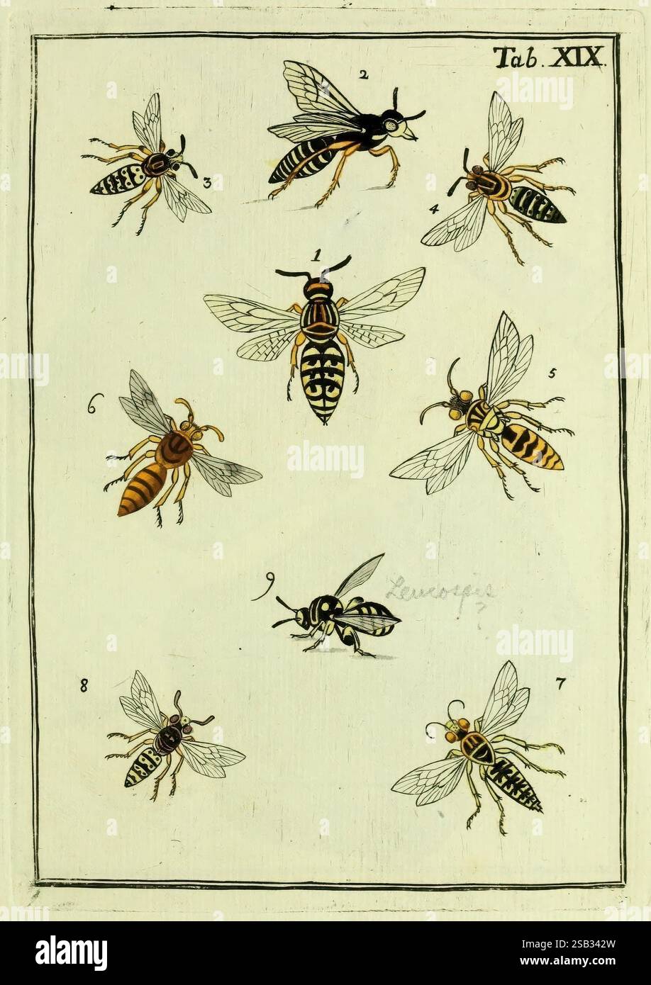 Naturgeschichte, Klassifizierung, Klassifizierung, Nomenclatur, Insekten, Bienen, Wespen, Ameisengeschlecht, Frankfurt am Main, Hermannische Buchhandlung, 1791, Earlyworks, Hymenoptera, Insekten, Bildwerke Stockfoto