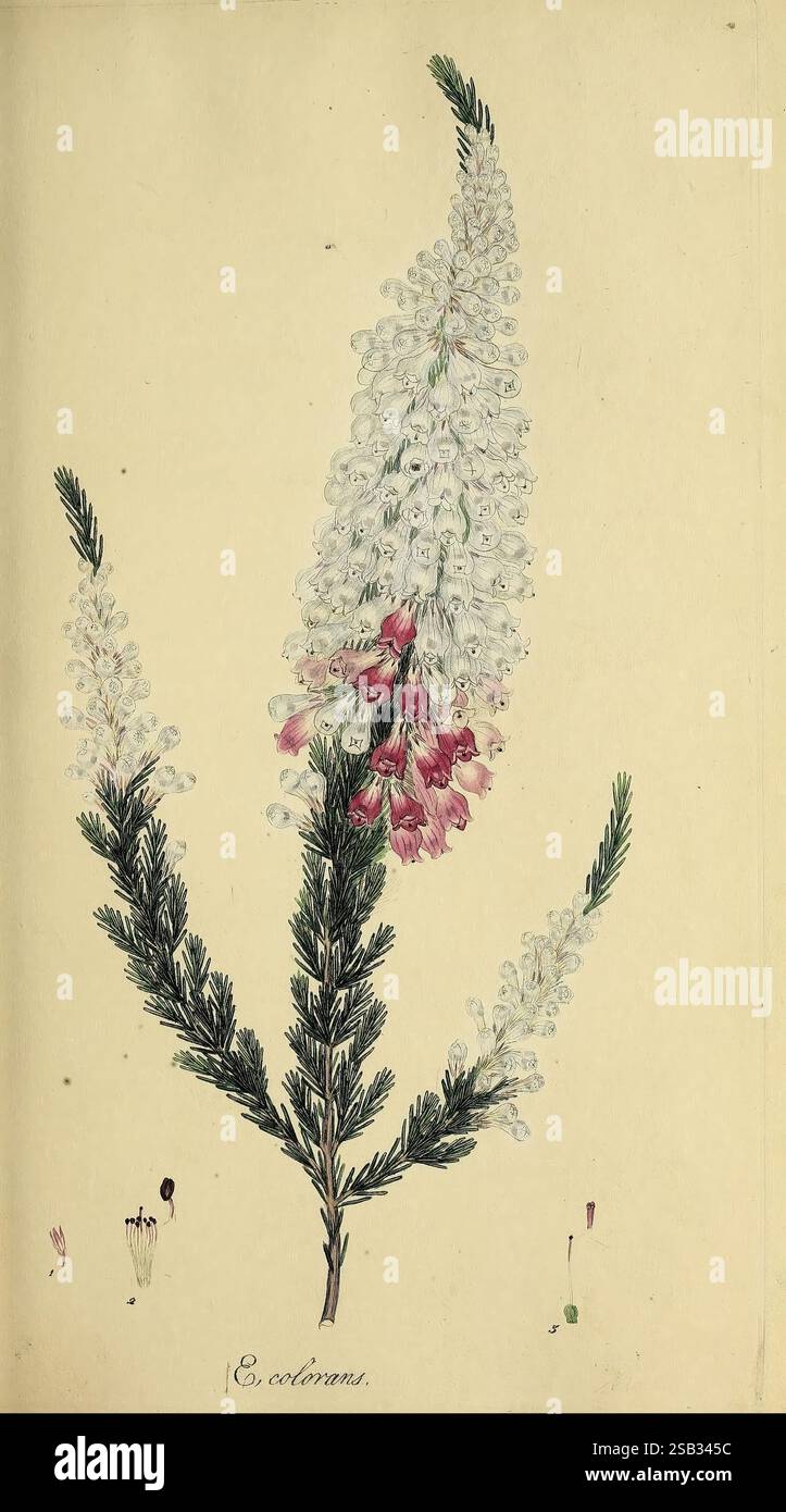 Die Heathery, oder Eine Monografie der Gattung Erica, London, Henry G. Bohn, 1845, ericas, heidekraut, Bildwerke, Pflanze, erica, Eine detaillierte Illustration einer blühenden Pflanze mit langen Blütenbündeln mit zarten, weißen Blütenblättern, durchsetzt mit leuchtend rosa Blütenblättern. Die Blumenanordnung zeigt sich an einem schlanken Stiel, ergänzt durch schmale, grüne Blätter, die sich nach außen erstrecken. Kleinere botanische Details, wie einzelne Blütenblätter und Stempel, sind an der Basis aufwändig dargestellt und zeigen die Aufmerksamkeit des Künstlers auf natürliche Form und Struktur. Der stummgeschaltete Hintergrund erhöht den Fokus auf Th Stockfoto