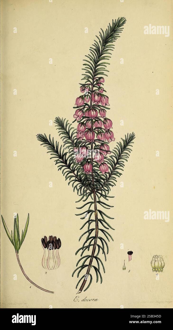 Die Heathery, oder Eine Monografie der Gattung Erica, London, Henry G. Bohn, 1845, ericas, heidekraut, Bildwerke, Pflanze, erica, die Illustration zeigt eine elegante botanische Studie der Eukalyptus decora, die seine unverwechselbare Struktur und florale Eigenschaften zeigt. Der Hauptstiel ist mit zarten, glockenförmigen rosa Blüten verziert, die in einem auffälligen Muster entlang der Länge angeordnet sind. Jede Blume ist detailreich und hebt ihre einzigartigen Merkmale hervor. Flankiert wird die zentrale Abbildung mit Studien verschiedener Komponenten der Anlage, einschließlich einer Seitenansicht des flo Stockfoto