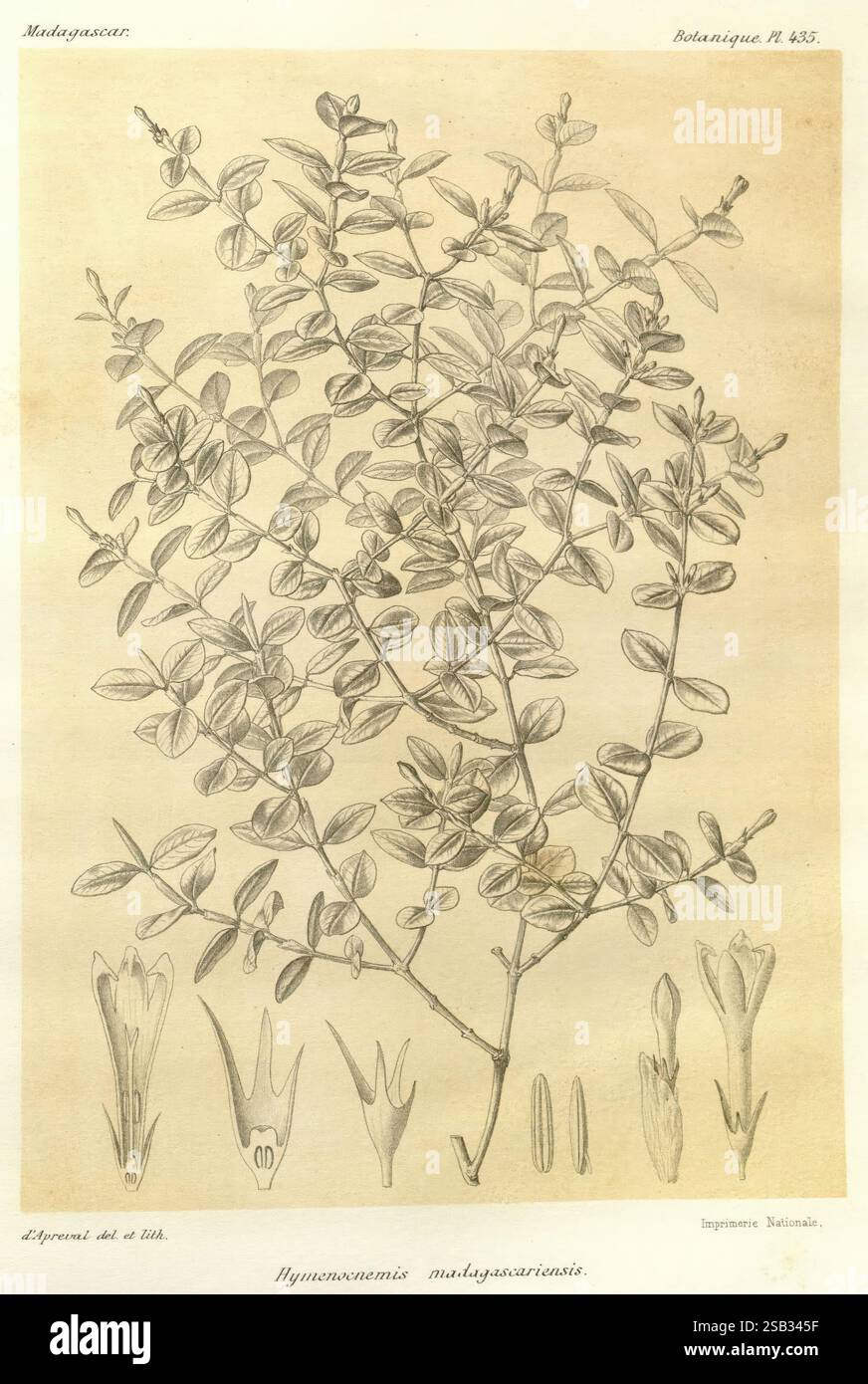 Histoire physique, naturelle, et politique de Madagascar Paris, impr. nationale, 1885-, Beschreibung und Reise, Lepidoptera, Madagaskar, Karten, Naturgeschichte, eine Illustration mit einer botanischen Darstellung der Pflanzenart Hymenanthera madagascariensis. Die detaillierte Zeichnung zeigt den Zweig der Pflanze mit seinen Blättern und hebt die Anordnung und Form hervor. Neben dem Hauptstiel befinden sich mehrere Skizzen von Blumen, darunter eine längliche Blumenstruktur und zusätzliche Komponenten wie Blütenblätter und Staubblätter. Die Gesamtpräsentation betont die komplexen Details der Anlage und Stockfoto