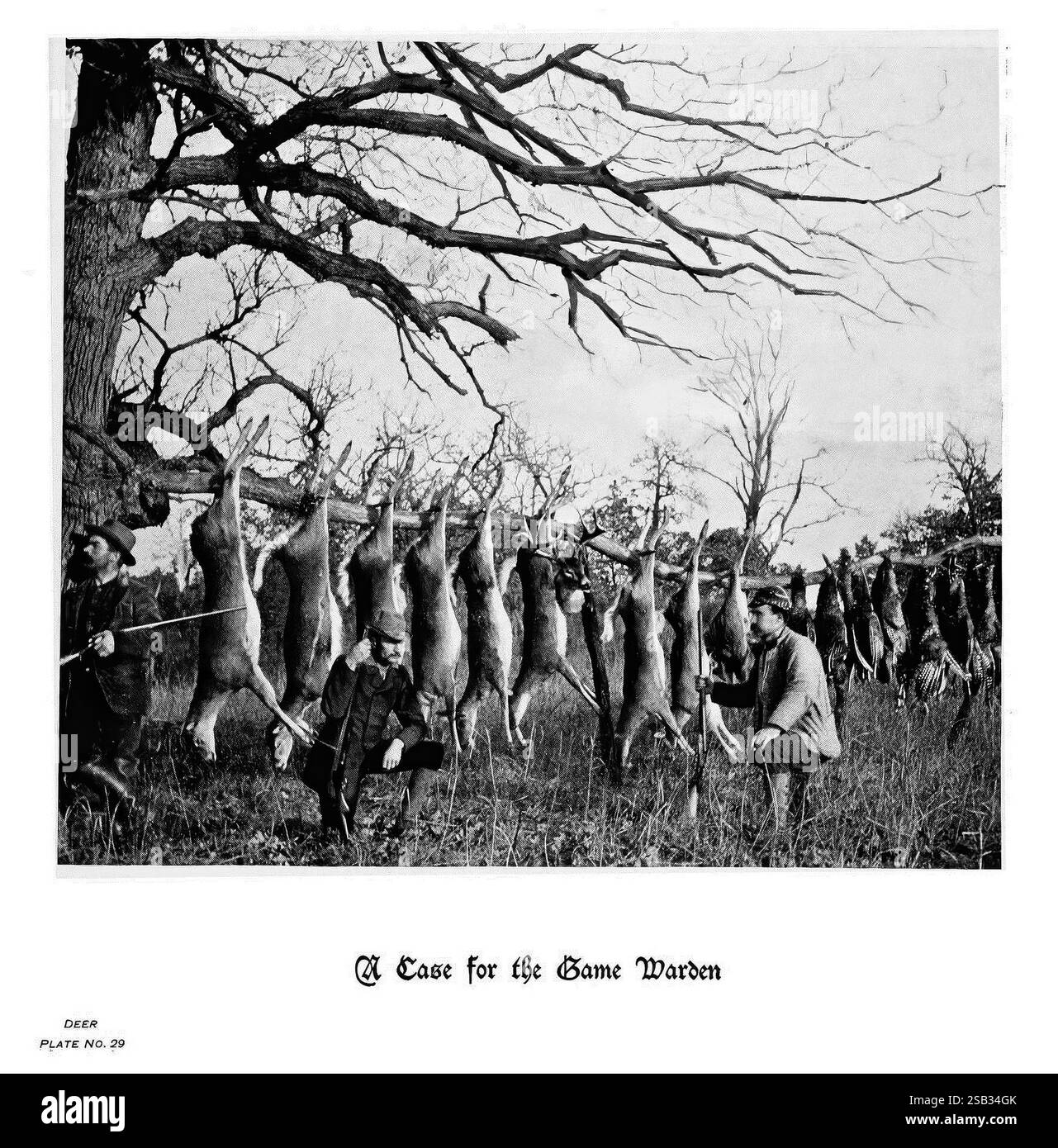 Hufe, Klauen und Geweihe der Rocky Mountains, vor der Kamera. Denver, Co. F.S. Thayer, 1894, Tiere, Bildwerke. eine Gruppe von Jägern zeigt stolz ihren jüngsten Fang und zeigt eine beeindruckende Hirschschschnur, die an einem großen Baum hängt. Die Szene fängt die Jäger in traditioneller Outdoor-Kleidung ein, die neben dem geernteten Hirsch stehen, was auf eine erfolgreiche Jagdexpedition hinweist. Die Umgebung bietet karge Bäume und offenes Land, was die rustikale Umgebung betont, die oft mit der Jagdkultur assoziiert wird. Im Vordergrund steht die Überschrift „A Case for the Game Warden“ (Ein Fall für den Game Warden) Stockfoto