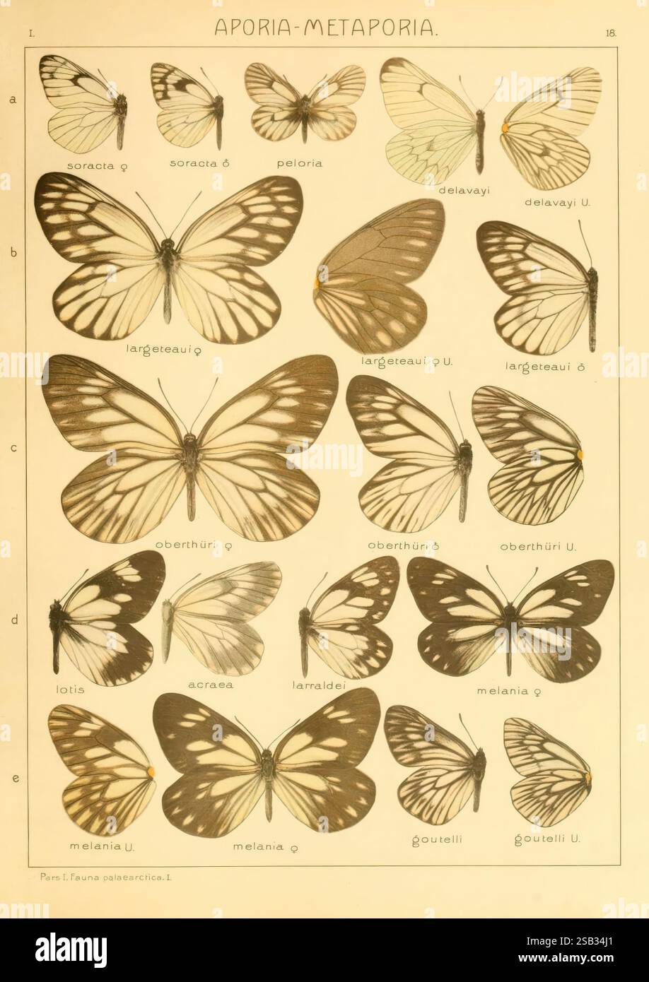 Die, Macrolepidoptera, von, die, Welt, Stuttgart, Seitz'schen, (Kernen), 1906-, lepidoptera, die Ausstellung zeigt eine Sammlung von Schmetterlingen aus der Gattung Aporia-Metaporia. Auf einem Raster werden verschiedene Arten dargestellt, die ihre einzigartigen Flügelmuster und -Markierungen zeigen. Jede Probe ist mit ihrem wissenschaftlichen Namen gekennzeichnet, was die Vielfalt innerhalb dieser Gruppe angibt. Die Schmetterlinge zeigen eine Reihe von Farben und Designs, die ihre charakteristischen Eigenschaften wie Größe, Form und Farbe hervorheben. Das Arrangement betont die Schönheit und Komplexität dieser Insekten, die präse sind Stockfoto