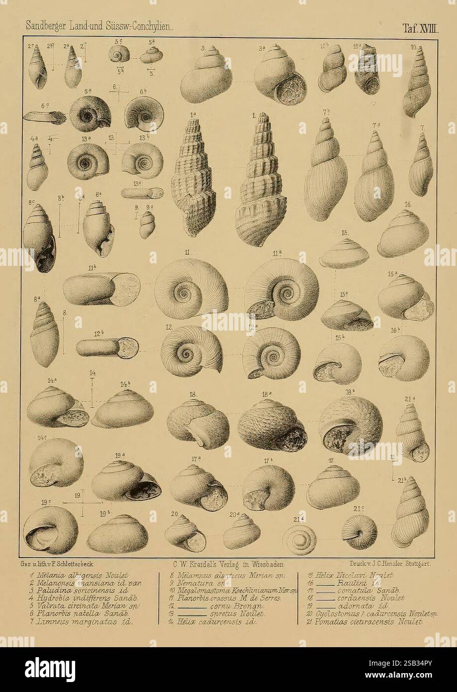 Die Land- und Süsswasser Conchylien der Vorwelt Wiesbaden C.W. Kreidel 1875 Paläontologie Weichtiere Fossil zeigt eine detaillierte Sammlung verschiedener Meeres- und Landschalen, kategorisiert und nummeriert als Referenz. Das Arrangement zeigt verschiedene Arten und hebt ihre einzigartigen Formen, Texturen und Muster hervor. Jede Schale ist mit einer entsprechenden Nummer gekennzeichnet, und unter einigen Einträgen werden zusätzliche Informationen über die Art, einschließlich ihrer wissenschaftlichen Namen, bereitgestellt. Die Komposition soll den Zuschauern die Vielfalt der Conchologie vermitteln und betonen Stockfoto