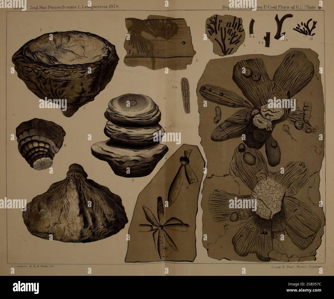Beschreibung, von, Kohle, Flora, von, der, Karbon, Formation, in, Pennsylvania und, im gesamten, United, Staaten, Harrisburg, Vorstand, of, Kommissare, für die, zweite, geologische, Erhebung, 1879-84, Pflanzen, Pennsylvania, Botanik, Fossilien, Karbon, Paläobotanik, Fossilien, Geschichten, diese Illustration zeigt eine Sammlung detaillierter botanischer und geologischer Exemplare aus der Region Zentral-Pennsylvania um 1875. Auf der linken Seite sind eine Vielzahl fossiler Muscheln und Meereslebewesen mit komplexen Texturen und Formen dargestellt. Jede Probe ist gekennzeichnet und weist auf ihre sc Stockfoto