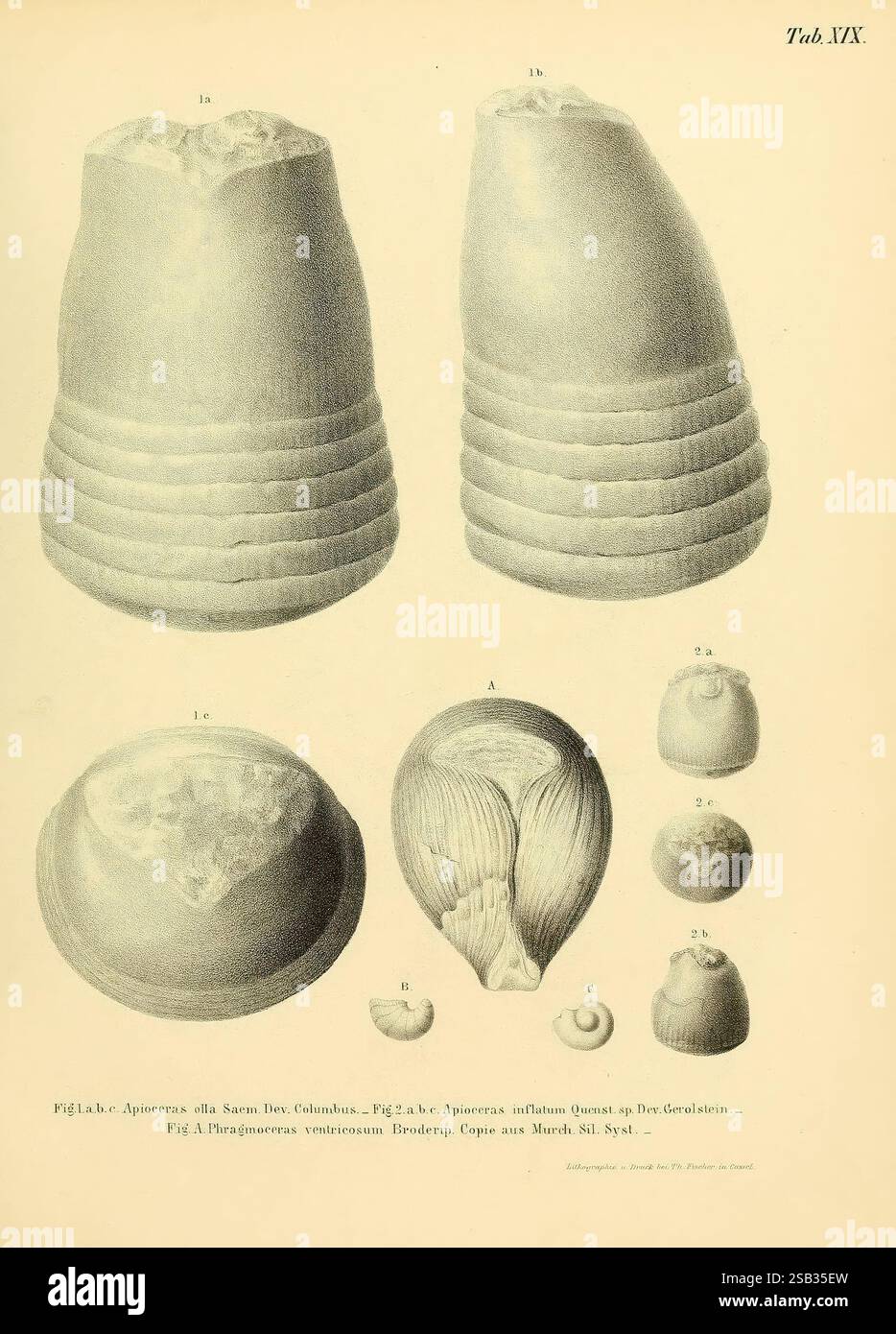 Palaeontographica, Cassel, Theodor Fischer, 1846-1933, 560643, Geologie, Stratigraphie, Paläontologie, Periodika, Museum of Comparative Zoology, Fossilien, diese Illustration zeigt eine Reihe detaillierter Studien, die verschiedene Arten von Meeresschalen zeigen. Oben werden zwei gestreckte und geformte Schalenformen nebeneinander angezeigt, die ihre unterschiedlichen Texturen und Formen darstellen. Unten sind mehrere kleinere Schalen in einem halbrunden Layout angeordnet, die jeweils mit Nummern als Referenz gekennzeichnet sind. Diese kleineren Schalen haben eine Vielzahl von Designs, einschließlich glatter und geriffelter Oberflächen, die den Taucher hervorheben Stockfoto