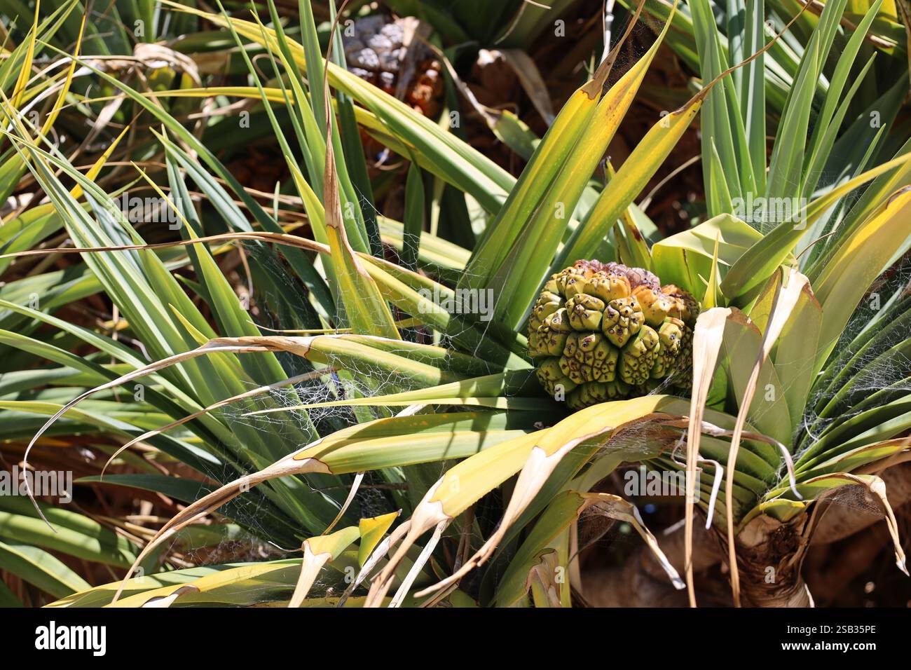Makropflanze aus Nahaufnahme mit langen, schlanken Blättern und einem komplizierten Spinnennetz, das in der Sonne glüht Stockfoto