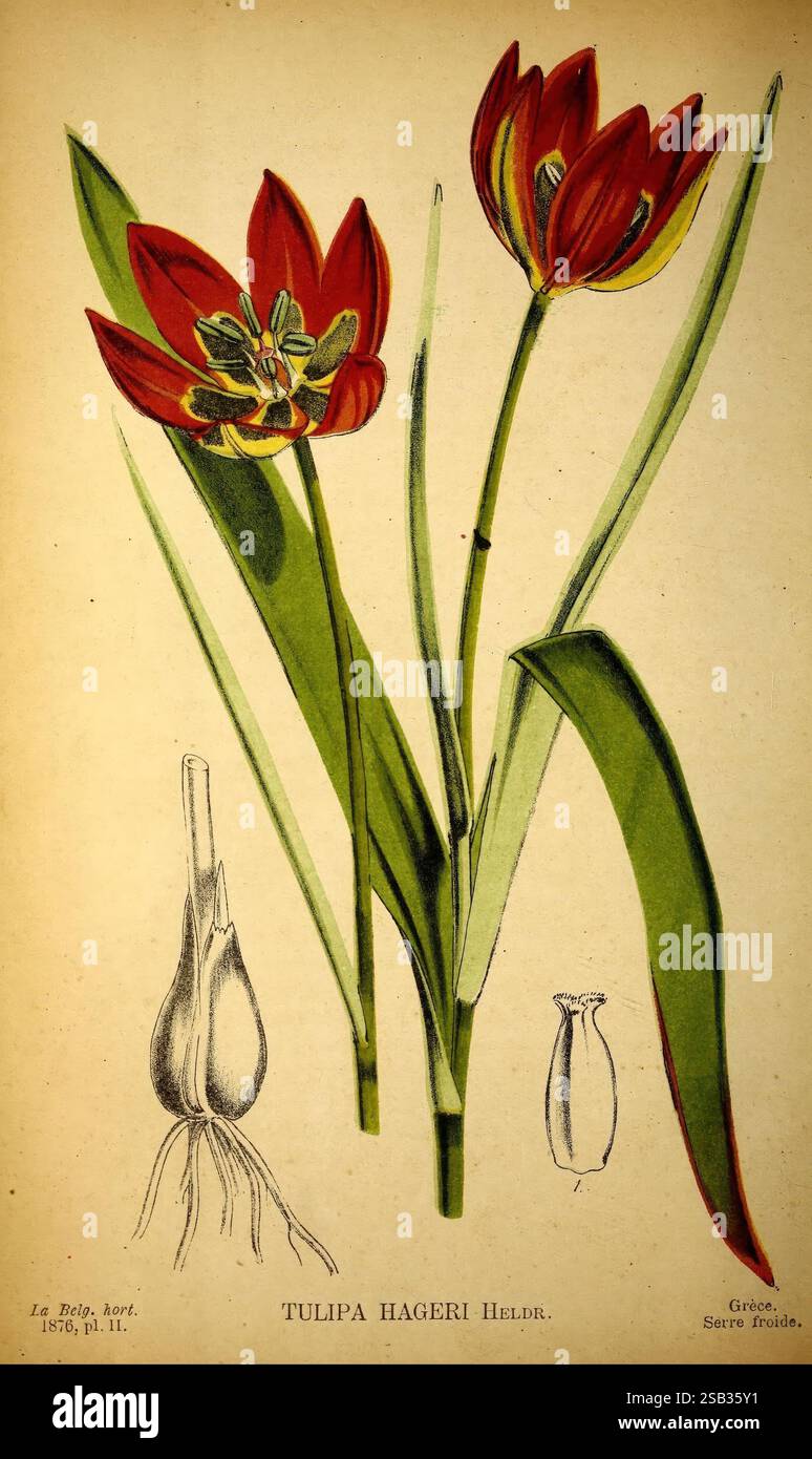 Belgique horticole Lüttich Botanik Gartenbauzeitschriften Pflanzen, dieses Kunstwerk zeigt eine atemberaubende Illustration von *Tulipa hageri*, die eine lebendige Darstellung roter Tulpenblüten mit langen grünen Blättern zeigt. Die Blüten sind in verschiedenen Winkeln dargestellt, was ihre Blütenblattstruktur und ihre markanten Markierungen hervorhebt. Die florale Darstellung wird durch detaillierte botanische Studien begleitet: Eine zeigt die Knolle, aus der die Tulpe wächst, und eine andere zeigt die Samenkapsel, die einen umfassenden Überblick über die Anatomie der Pflanze bietet. Die Illustration ist künstlerisch beschriftet, wobei der Artenname an prominenter Stelle steht Stockfoto