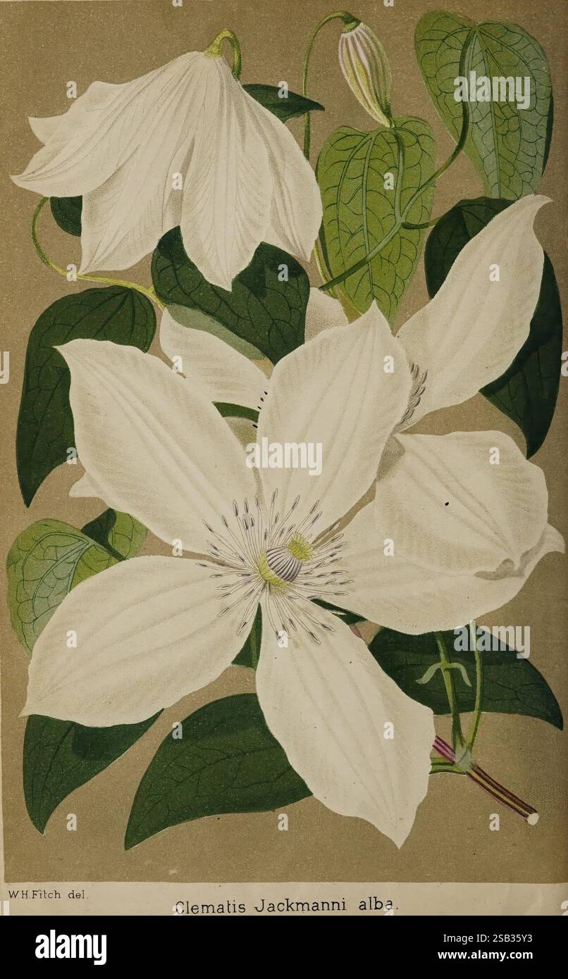 Der Florist und Pomologe, und Vorstadtgärtner, London, 1880, Blumengärtnerei, Obstkultur, Gartenarbeit, Großbritannien, Zeitschriften, Eine wunderschöne Darstellung der Clematis Jackmannii alba mit ihren markanten weißen Blüten. Die Blüten weisen zarte, blattartige Strukturen auf, mit dezenten Adern und einem markanten Zentrum, in dem feine Staubblätter nach außen strahlen. Die umliegenden Blätter sind üppig und lebendig, mit detaillierten Adern, die ihre Textur verbessern. Die Gesamtkomposition unterstreicht die Eleganz dieser blühenden Pflanze vor einem weichen, kontrastfarbenen Hintergrund, der den unberührten Beau betont Stockfoto