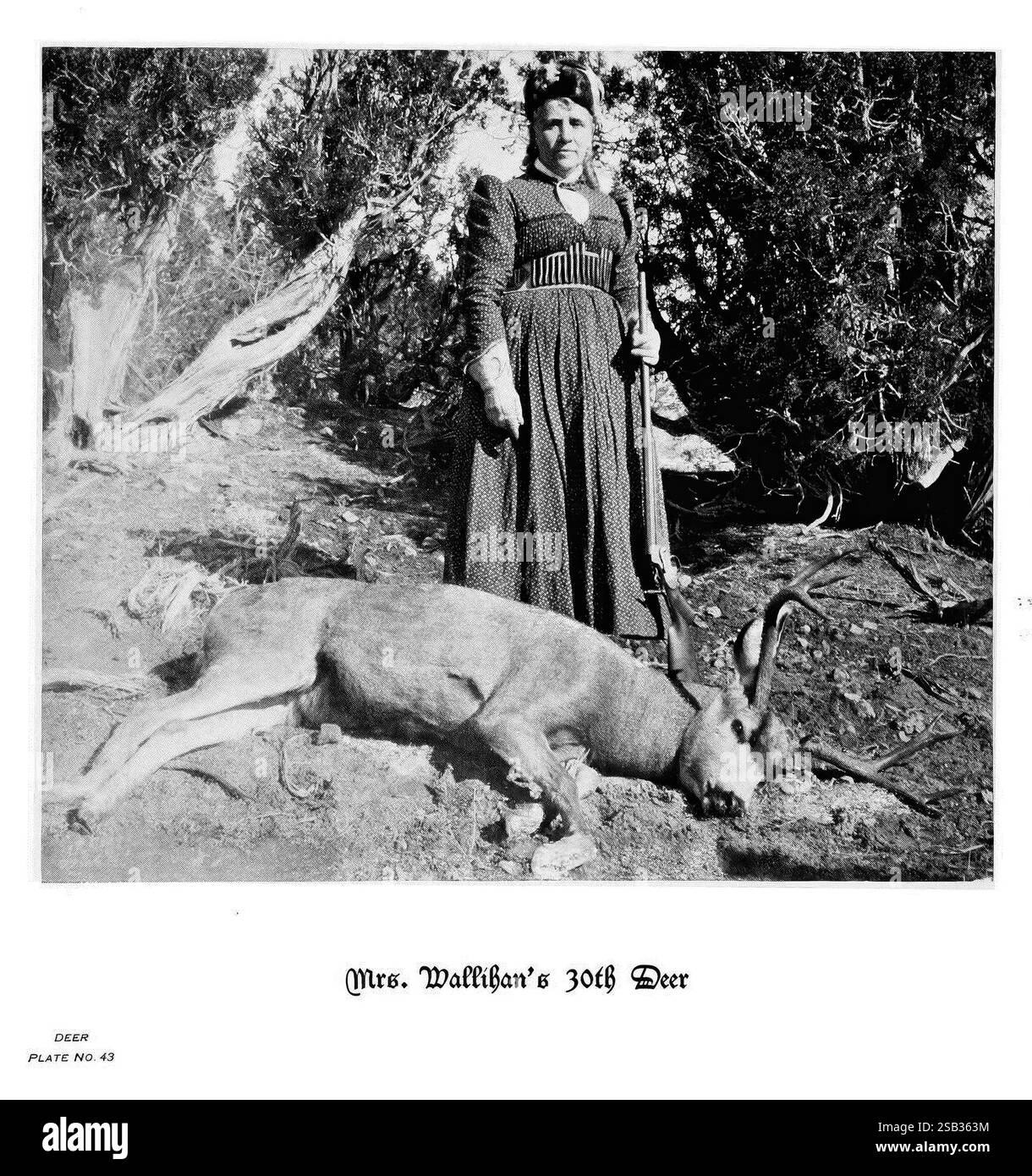 Hufe, Klauen und Geweihe der Rocky Mountains, vor der Kamera. Denver, Co. F.S. Thayer, 1894. Tiere, Bildwerke, Eine Frau steht stolz neben einem Hirsch und zeigt ihre Jagdleistung. Sie trägt ein langes, gemustertes Kleid und hat ihr Haar elegant gestylt. Das Hirsch, das auf dem Boden liegt, ist bekannt für sein beeindruckendes Geweih. Umgeben von ihnen ist eine natürliche Landschaft voller Bäume und Laub, die einen Moment einfängt, der sowohl den historischen Kontext der Jagd als auch die Feier des Geschicks in der Natur widerspiegelt. Diese Szene zeigt die Rolle der Frau in einer traditionellen Aktivität als Dämon Stockfoto