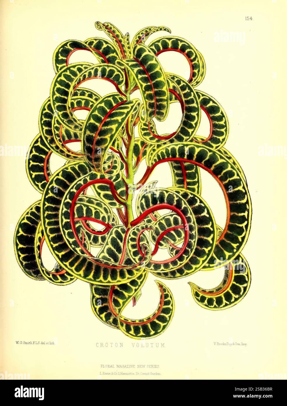 Das Blumenmagazin London, L. Reeve & Co, Blumengärtnerei, Blumen, Zeitschriften, Bildwerke, Pflanze, Blume, Eine lebendige Darstellung von Croton Volutum, die sein kompliziertes Laub mit kräftigen gelben und grünen Mustern zeigt. Die Blätter sind gestreckt und wellig, was ein dynamisches und strukturiertes Erscheinungsbild schafft. Hellrote Adern vermischen sich über die Blätter und verbessern die visuelle Komplexität der Pflanze. Im Folgenden wird die Art durch ein Textlabel gekennzeichnet und auf ihre botanische Beschreibung im Zusammenhang mit Blumenstudien verwiesen, was ihre ornamentalen Eigenschaften und ihre einzigartige Wachstumsgewohnheit unterstreicht. T Stockfoto