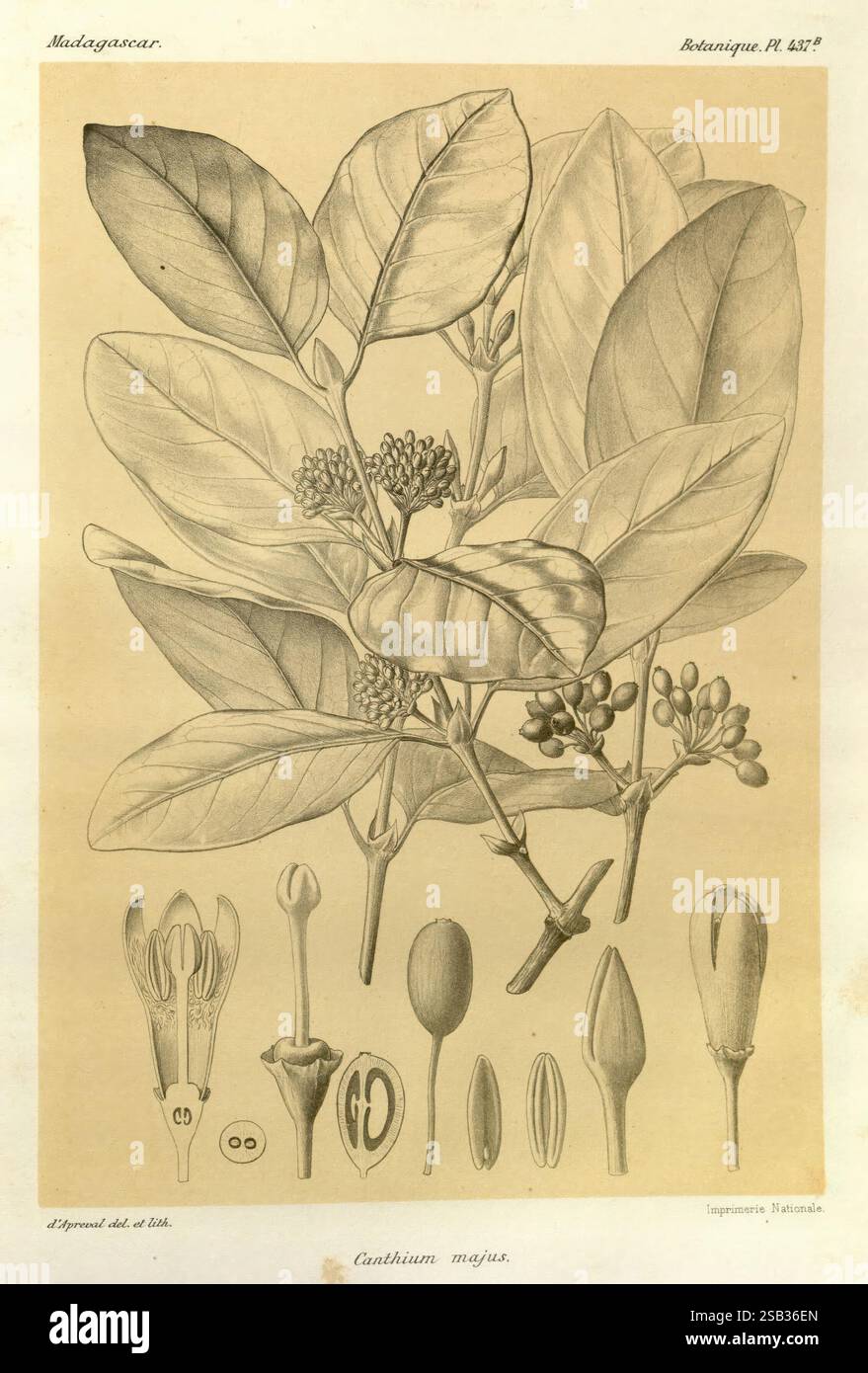 Histoire physique, naturelle, et politique de Madagascar, Paris, impr. nationale, 1885-, Beschreibung und Reise, Lepidoptera, Madagaskar, Karten, Naturgeschichte, die Illustration zeigt eine detaillierte Darstellung der Catharanthus Roseus Pflanze mit ihren üppigen grünen Blättern und kleinen Blumen. Verschiedene botanische Elemente sind sorgfältig angeordnet, einschließlich detaillierter Ansichten der Blütenstruktur, einschließlich Sepalen, Blütenblättern, Staubblättern und Stigmen, jeder ist zur besseren Klarheit gekennzeichnet. Die Gesamtkomposition unterstreicht sowohl die Schönheit als auch die Komplexität dieser madagassischen Art und betont die der Pflanze Stockfoto