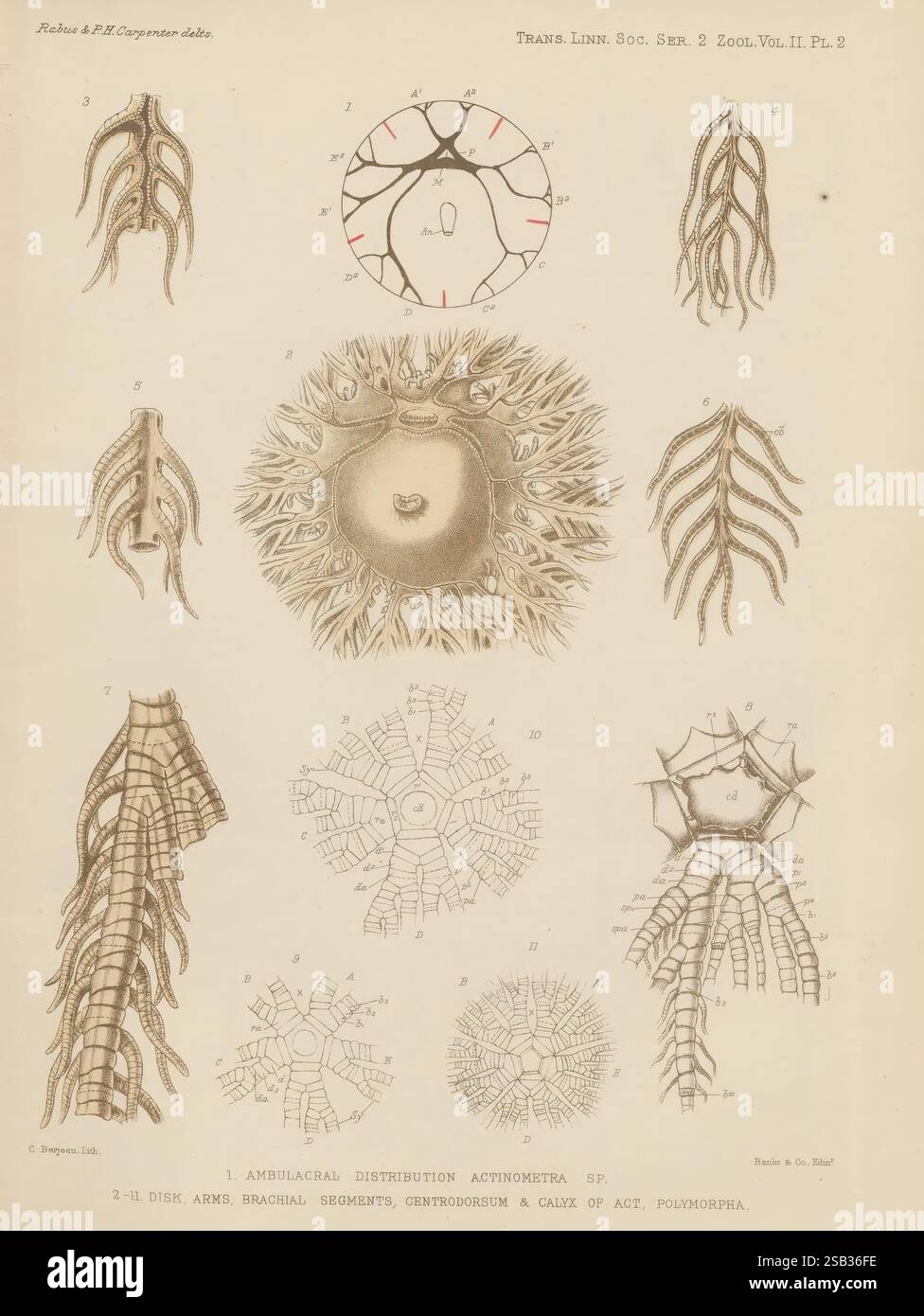 Transaktionen der Linnean Society of London, London, [The Society], 1879, Gelernte Institutionen und Gesellschaften, Naturgeschichte, Zeitschriften, Zoologie, diese Illustration zeigt eine detaillierte Untersuchung der Anatomie und Verteilung eines bestimmten Meeresorganismus, wahrscheinlich einer Art von Echinoderm. In der Mitte zeigt ein Kreisdiagramm die Struktur des ambulanten Systems, umgeben von verschiedenen Segmenten, die mit beschreibenden Begriffen gekennzeichnet sind. Um diese zentrale Figur herum befinden sich mehrere komplizierte Zeichnungen, darunter Armstrukturen, brachiale Segmente und ein Kelch. Jede Komponente wird akribisch zu h gerendert Stockfoto