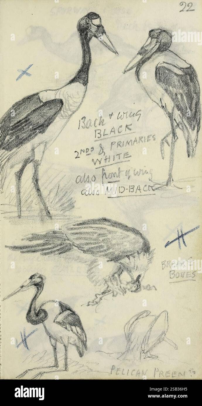 Abel Chapman's, Sudan, Skizzenbücher, Zwischen, 1913, und, 1919, Eine Sammlung von Skizzen, die verschiedene Vogelarten darstellen. Die Oberseite zeigt zwei Krane, die Merkmale wie die schwarzen Flügel und kontrastierende weiße Bereiche auf ihren Körpern hervorheben, die für bestimmte Teile wie die sekundären und primären Bereiche bekannt sind. Ein Pfeil zeigt auf Details zu den Mitten. Unten sehen Sie eine Darstellung eines in Bewegung befindlichen Vogels, der mit Anmerkungen zu seinen Eigenschaften beschriftet ist, z. B. „bricht Knochen“. Zusätzlich wird ein Pelikan dargestellt, der seine besondere Form und Merkmale betont. Jede Zeichnung wird von Notizen, Co. Begleitet Stockfoto