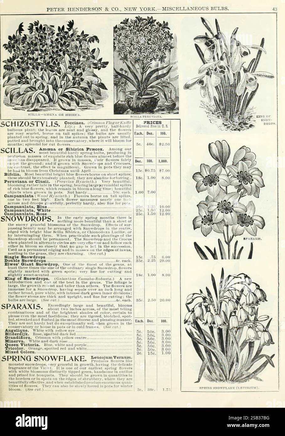 Herbst, Zwiebeln, Katalog, New York, Peter Henderson & Co, 1900, Blumen, Gartenarbeit, Samen, Schneeglöckchen, Kataloge, Scillas, sparaxis, Schneeflocke im Frühling, Ausrüstung und Zubehör, Zwiebelpflanzen, Handelskataloge, Peter Henderson Co, Gartengeschichten, in Bloom zeigt die Abbildung eine Vielzahl von blühenden Pflanzen zusammen mit ihren Namen und Preisinformationen. Hervorzuheben sind: 1. **Schizostylis** - der Preis wird für seine leuchtenden Blüten mit 50 Cent pro Glühbirne angegeben. 2. **Scillas** - mit Spezifikationen erwähnt und mit einem Preis von jeweils 10 Cent. 3. **Schneeglöckchen** - angezeigt mit ihrem d Stockfoto
