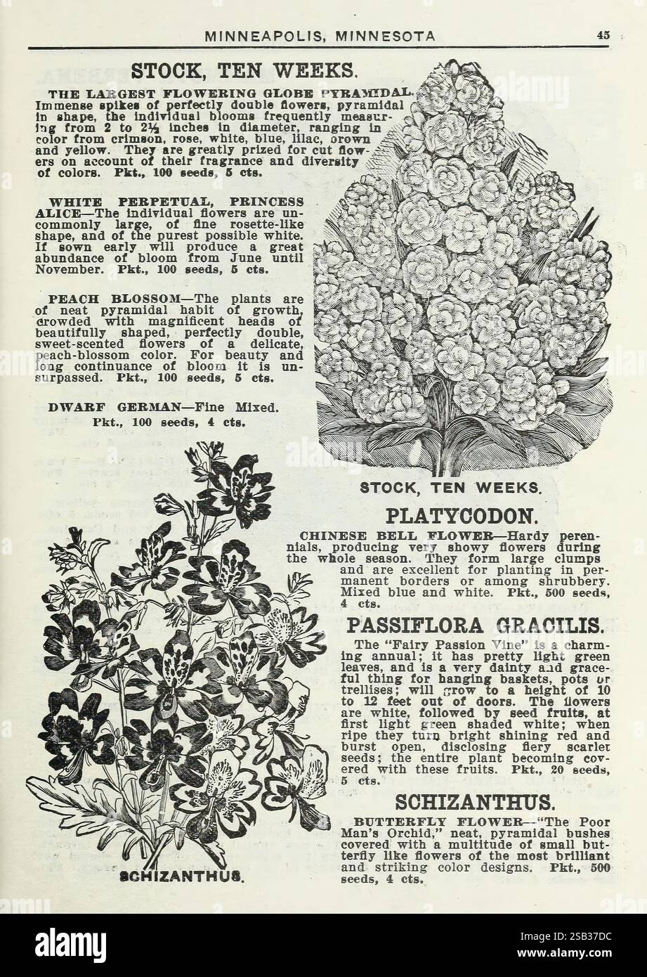 Lippincott Seeds, Minneapolis, Minn, Miss C.H. Lippincott, 1915, Blumen, Gemüse, Obst, Samen, Kataloge, Baumschulen, Gartenbau, Gartengeschichten, diese Seite zeigt botanische Illustrationen und Beschreibungen verschiedener Pflanzenarten. Im Mittelpunkt steht eine detaillierte Darstellung der *Platycodon* Blume, auch bekannt als Ballonblume, die ihre einzigartige Form und Struktur zeigt. Umgeben davon sind Beschreibungen, die die Anbaubedingungen, Informationen zu Saatgutpaketen und Sortenoptionen hervorheben. Links zeigen Abbildungen der *Schizanthus*-Pflanze ihre zarte Rüschenblüte Stockfoto