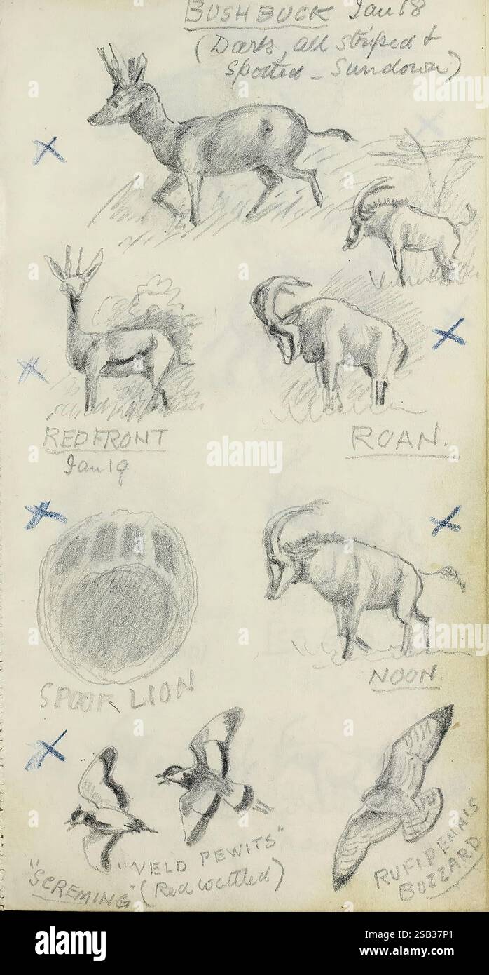 Abel Chapmans Sudanskizzenbücher zwischen 1913 und 1919, Eine Sammlung detaillierter Skizzen, die verschiedene Tierarten und ihre Eigenschaften zeigen. Im oberen Bereich befinden sich zwei bemerkenswerte Tiere: Der Buschbock und die Rothfront, die jeweils mit dem Datum der Beobachtung gekennzeichnet sind. Unten eine Darstellung eines roan ergänzt das Repertoire der Tierwelt. In der Nähe befindet sich eine Darstellung eines Löffellöwen neben Skizzen von Vögeln, darunter die „schreienden“ Bussarde und „Schweißpewits“. Jede Illustration wird von Notizen begleitet, die das Wesen der Tiere erfassen und ihre Lebensräume und Verhaltensweisen widerspiegeln. Die gesamte Layou Stockfoto