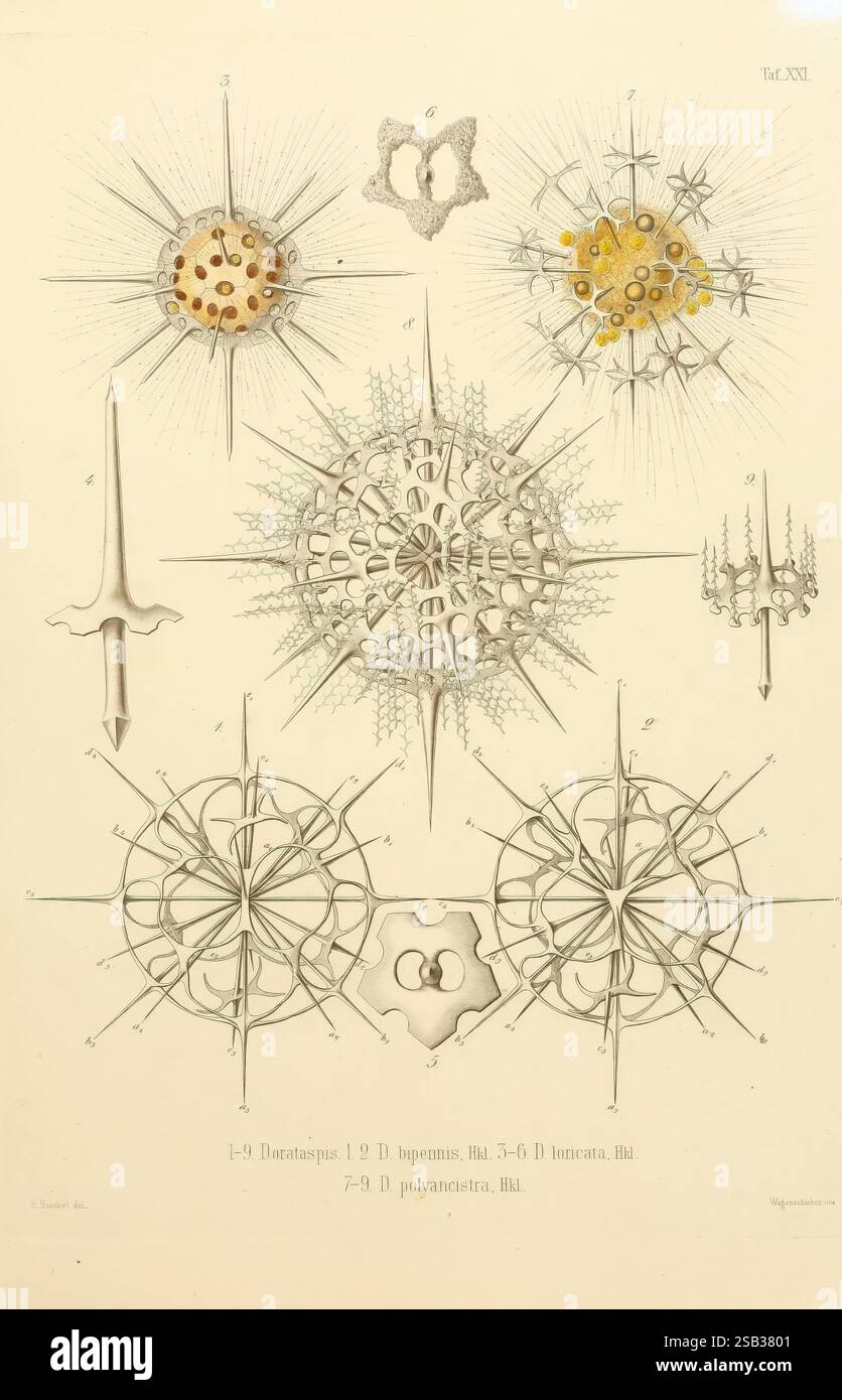 Die Radiolarien (Rhizopoda Radiaria), Berlin, G. Reimer, 1862-1888, radiolaria, rhizopoda, Radiolaria Fossil, die Illustration zeigt eine Reihe komplizierter und empfindlicher radiolärer Strukturen, die verschiedene Formen und Muster zeigen, die für diese mikroskopischen Organismen charakteristisch sind. Jedes Exemplar ist sorgfältig detailliert und hebt einzigartige geometrische Formen und Texturen hervor. Die Designs reichen von sternförmigen Formen bis hin zu abgerundeten, symmetrischen Mustern mit Beschriftungen, die verschiedene Arten oder Klassifizierungen anzeigen. Die wissenschaftliche Darstellung unterstreicht die Komplexität und Schönheit dieser Stockfoto