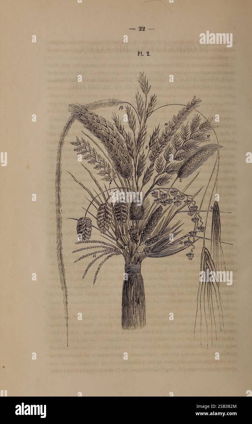 La Belgique horticole, Lüttich, Botanik, Gartenbau, Zeitschriften, Garten, Eine detaillierte botanische Illustration mit einer Vielzahl von Pflanzen und Körnern. Im Mittelpunkt steht eine Gruppe von Weizenstielen mit hervorstehenden Körnern an der Spitze. Um den Weizen herum befinden sich verschiedene andere Pflanzenelemente, darunter konische Tannenzapfen und zarte Blütenzweige, die die Vielfalt der Flora darstellen. Die Komposition ist so angeordnet, dass die komplizierten Details jedes botanischen Exemplars hervorgehoben werden, wobei die Texturen der Blätter und die Struktur der Samenköpfe dargestellt werden. Diese Anordnung veranschaulicht die Verflechtungen Stockfoto