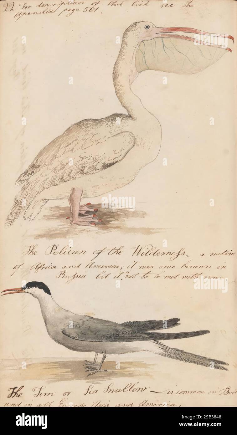 Der Naturforscher's Companion enthält Zeichnungen mit geeigneten Beschreibungen einer Vielzahl von Vierbeiner, Vögeln, Fischen, Schlangen und Insekten. akkurat kopiert entweder von lebenden Tieren oder von den gefüllten Exemplaren in den Museen des Kollegiums und du 1810-1817, einheimischen Artefakten, Kängurus, Museen, einheimischen Tieren, einheimische Vögel, naturgeschichtliche Illustrationen, ornithologische Illustrationen, die Illustration zeigt zwei verschiedene Vogelarten nebeneinander dargestellt. Auf der linken Seite befindet sich der Pelikan der Weldermeps, der sich durch seinen großen Körper, den langen Schnabel und die markanten Federn auszeichnet. Accompanyin Stockfoto