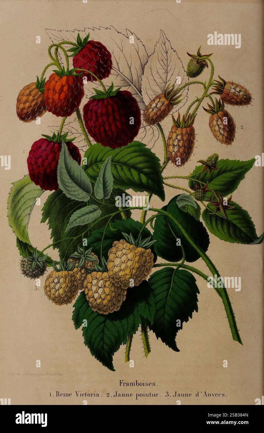 Belgique horticole Lüttich Botanik Gartenbauzeitschriften Pflanzen, Eine botanische Illustration, die verschiedene Arten von Himbeeren zeigt. Die Zusammensetzung umfasst leuchtende rote und gelbe Himbeeren in verschiedenen Reifestadien sowie detaillierte grüne Blätter. Jede Himbeersorte ist mit Zahlen gekennzeichnet, die verschiedene Sorten kennzeichnen: „Reine Victoria“, „Jaune pointue“ und „Jaune d'Anvers“. Die komplizierte Darstellung hebt die Texturen der Früchte und des Laubs hervor und unterstreicht die natürliche Schönheit und Vielfalt der Himbeerpflanze. Stockfoto