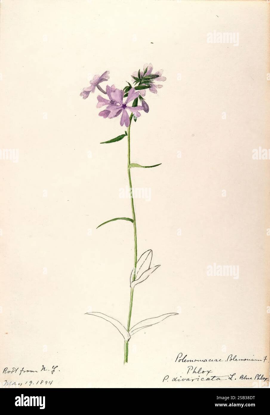 Aquarellskizzen von Pflanzen Nordamerikas und Europas, Eine delikate botanische Illustration von Phlox divaricata, auch bekannt als Waldphlox. Das Kunstwerk zeigt einen schlanken, grünen Stiel mit kleinen, violetten Blüten, die fünf leicht ausgestellte Blütenblätter an den Kanten haben. Unter den Blumen sind schmale, längliche Blätter dargestellt, die einen naturalistischen Stil zeigen. Oben ist das Datum „19. Mai 1904“ sowie die Angabe der Art angegeben. In der Gesamtpräsentation werden die feinen Details der Blüten und Blätter hervorgehoben und das Wesen dieser nat erfasst Stockfoto