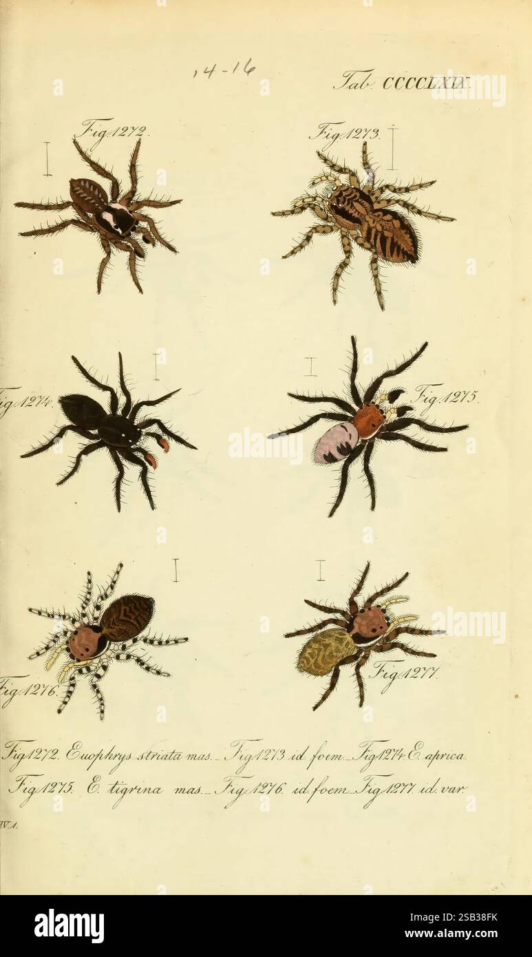 Die Arachniden, Nürnberg, in der C. H. Zeh'schen Buchhandlung, 1831–1848, Arachniden, Arachnida, Eine Sammlung detaillierter Illustrationen mit verschiedenen Arachniden. Jedes Exemplar ist nummeriert und beschriftet, was einen wissenschaftlichen Hinweis auf die abgebildete Spezies gibt. Die Illustrationen zeigen eine Vielzahl von Spinnenformen mit komplizierten Mustern und Texturen, die ihre einzigartigen Eigenschaften hervorheben. Die Anordnung umfasst mehrere verschiedene Winkel und Perspektiven, die die anatomischen Merkmale jeder Spinne betonen, wie Körperform, Beinstruktur und Färbung. Diese visuelle Darstellung Stockfoto