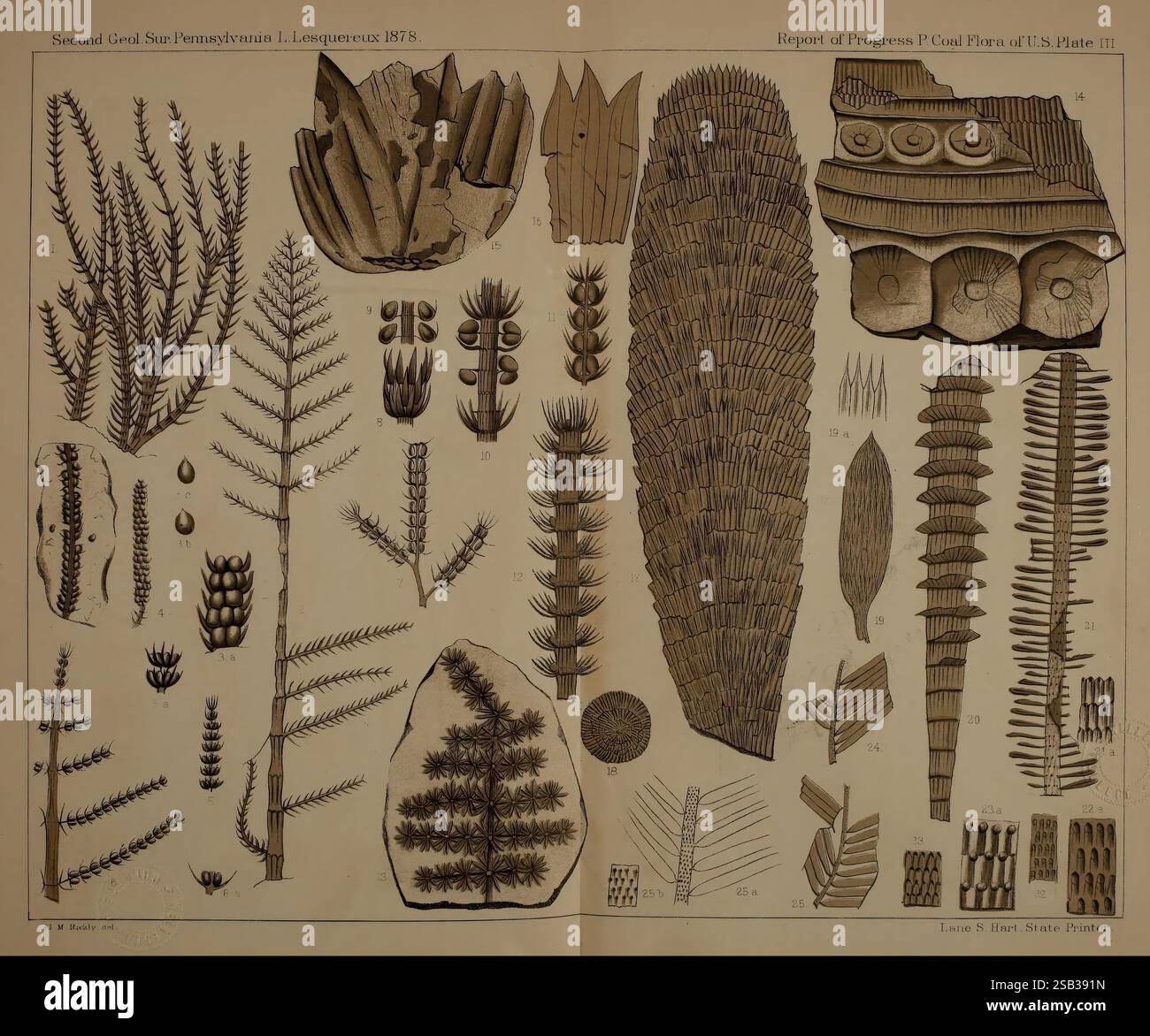 Beschreibung der Kohleflora der Karbonformation in Pennsylvania und in den Vereinigten Staaten Harrisburg, Board of Commissioners for the Second Geological Survey, 1879-84 Plants, Pennsylvania, Botanik, Fossils, Karbon, Paläobotanik, fossile Geschichten, diese Illustration zeigt verschiedene fossile Pflanzen und Bäume aus der geologischen Zeit, die im 19. Jahrhundert dargestellt wurde. Die zahlreichen detaillierten Darstellungen heben verschiedene Arten hervor und betonen ihre einzigartigen Strukturen und Formen. Das Arrangement umfasst hohe, baumähnliche Exemplare, komplizierte Blattmuster und gewickelte Fronds, Stockfoto