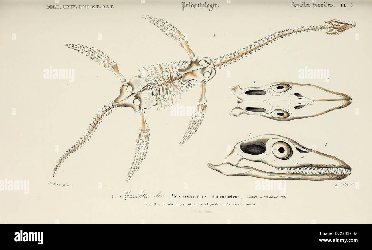 Dictionnaire universel d'histoire naturelle, Paris, 1847-1849, Botanik, Wörterbücher, Naturgeschichte, Bildwerke, Wissenschaft, Zoologie, die Illustration zeigt eine detaillierte anatomische Untersuchung eines Meereskreaturen, die die Skelettstruktur und die Schädelmerkmale zeigt. In der Mitte wird das Skelett in einer lateralen Ansicht dargestellt, die die verlängerten Wirbel, Flossen und den ausgeprägten Brustkorb hervorhebt. Die Skelettdarstellung wird von zwei Schädeln flankiert, die aus verschiedenen Winkeln dargestellt werden und ihre einzigartigen Formen und Merkmale betonen. Die Schädel weisen deutliche anatomische Markierungen auf, einschließlich Augenhöhlen Stockfoto