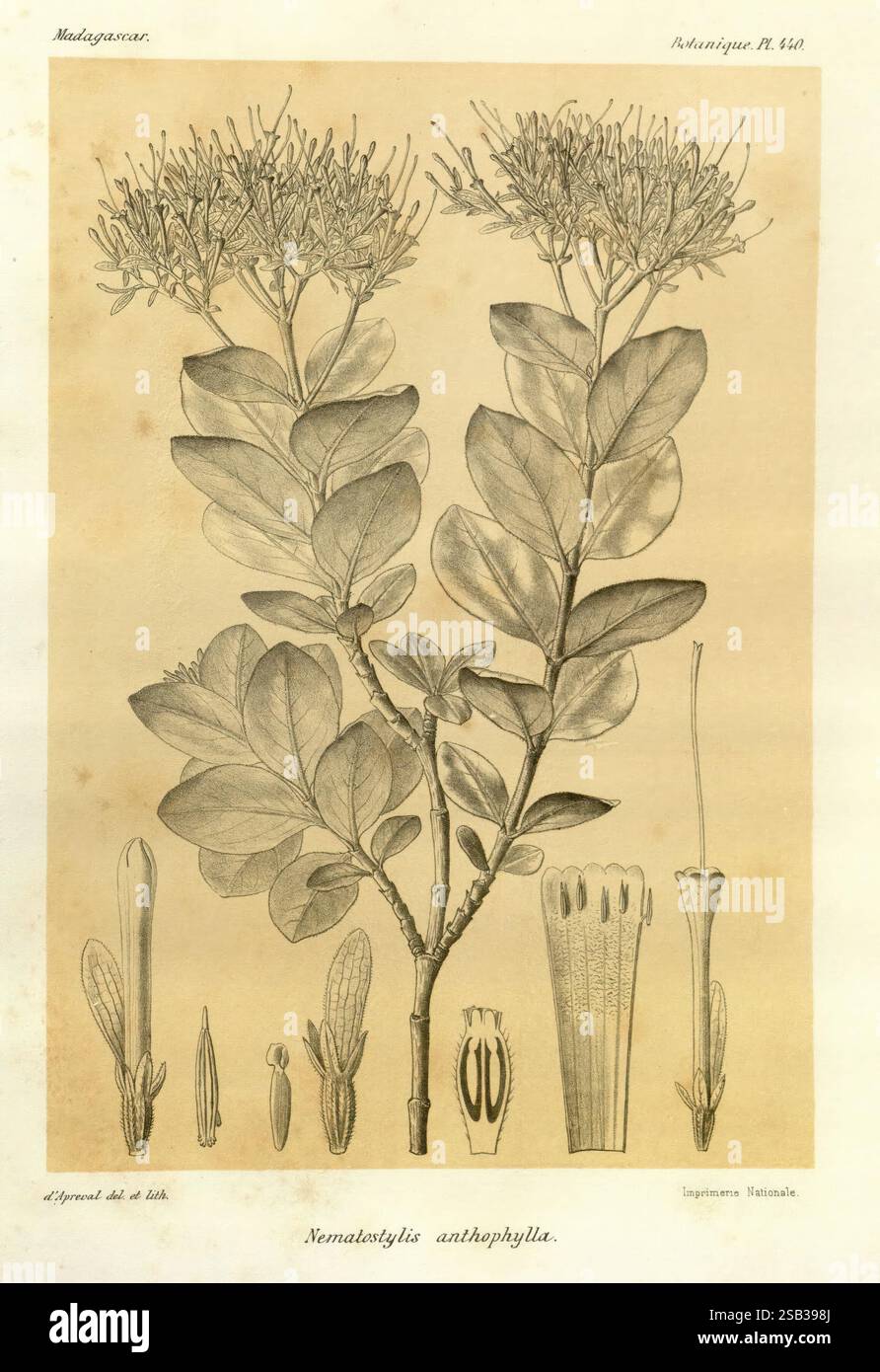 Histoire physique, naturelle, et politique de Madagascar Paris, impr. nationale, 1885-, Beschreibung und Reise, Schmetterlinge, Madagaskar, Landkarten, Naturgeschichte, eine Illustration, die die botanischen Merkmale von Nematostis anthophylla darstellt. Die Komposition zeigt eine detaillierte Darstellung der blühenden Pflanze mit einem vertikalen Stiel, der mit ovalen Blättern verziert ist. Oben tauchen kleine Blüten auf, die sich durch ihre zarten Blütenblätter auszeichnen. Um die Hauptanlage herum befinden sich verschiedene Diagramme, die bestimmte Teile hervorheben, darunter die Struktur der Blume und die Anordnung der Stockfoto