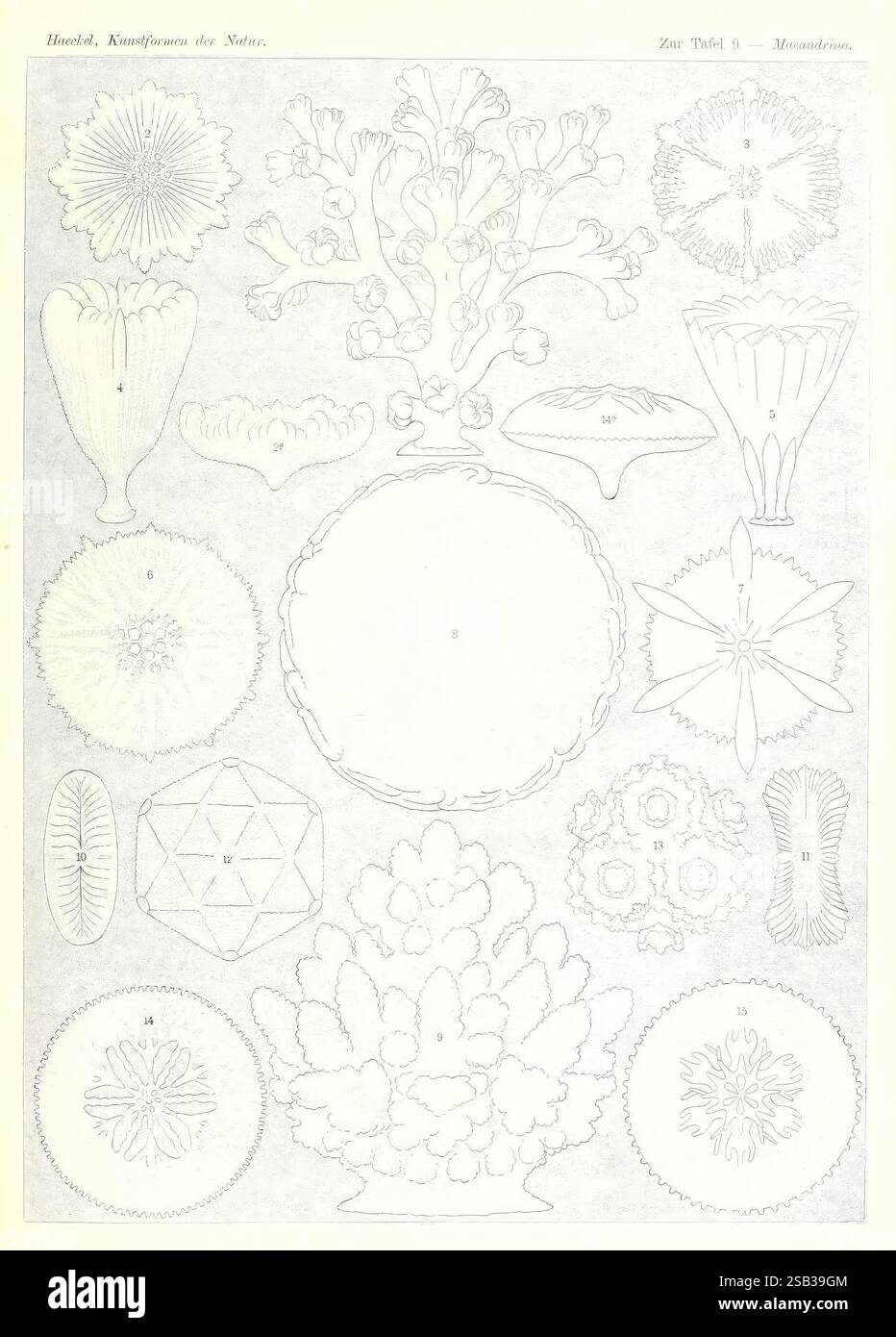 Kunstformen der Natur, Leipzig und Wien, Verlag des Bibliographischen Instituts, 1904, Bildwerke, Zoologie, Ernst Haeckel, eine komplexe Kollektion von botanischen und ornamentalen Designs zeigt eine Vielzahl von floralen und geometrischen Mustern. Die Arrangements umfassen detaillierte Darstellungen von Blüten, Blättern und abstrakten Formen, die Symmetrie und Eleganz betonen. Zentrale Elemente sind sternförmig und kreisförmige Motive, umgeben von einer Vielzahl stilisierter Pflanzen und Blumen, die die Schönheit der Natur und künstlerische Kreativität veranschaulichen. Diese Kompilierung dient als visueller Explorer Stockfoto