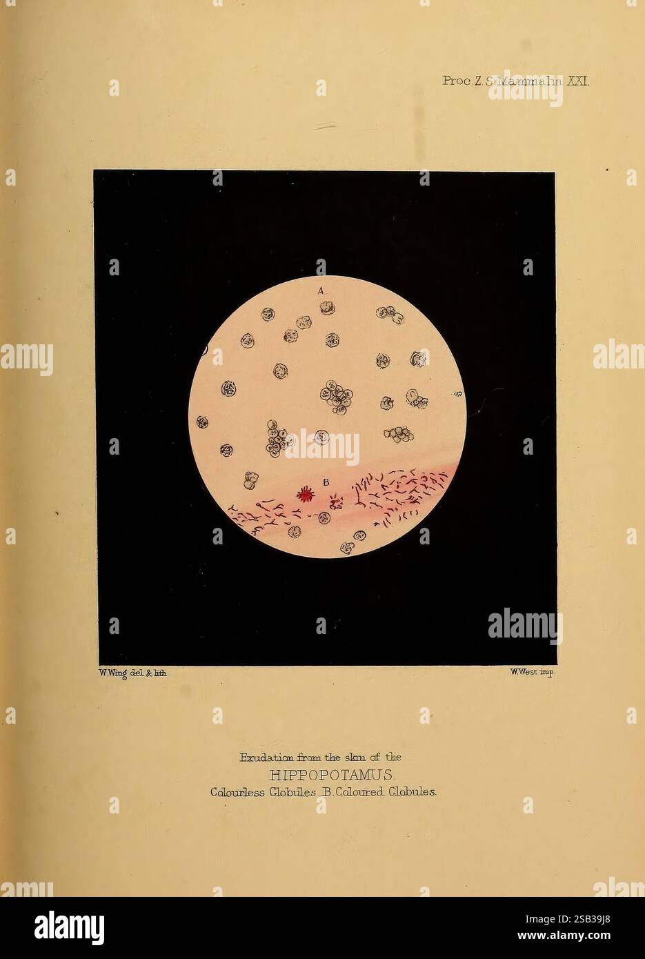 Proceedings of the Zoological Society of London, London, Academic Press, Hippo, Hippopotamus, Zeitschriften, Zoologie. die Illustration zeigt ein kreisförmiges Diagramm mit zahlreichen kleinen, verstreuten Formen, die Mikroorganismen oder Zellen darstellen. Verschiedene Gruppen dieser Formen sind in verschiedenen Größen und Anordnungen dargestellt, einige ähneln einfachen geometrischen Mustern. Der Hintergrund ist in weichem Beige gehalten und kontrastiert mit den markant umrissenen Formen. Auf der linken Seite befinden sich Beschriftungen in roter Tinte, die zusätzliche Kontexte oder Beschriftungen für die dargestellten Elemente bereitstellen. Diese im Stockfoto