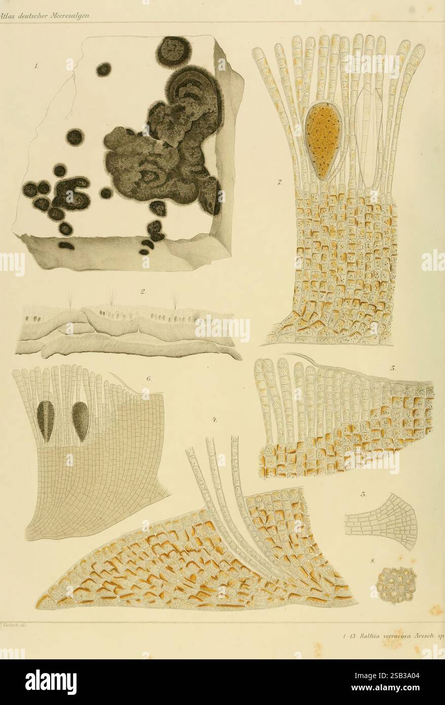 Atlas deutscher Meeresalgen, Berlin, P. Parey, 1889-1892, Deutschland, Algae, Woods Hole, Marine Algae, die Illustration zeigt eine Reihe detaillierter anatomischer und botanischer Studien, die verschiedene mikroskopische Strukturen zeigen. Der obere Abschnitt zeigt eine große, strukturierte Zellbildung neben kreisförmigen und unregelmäßigen Formen, die möglicherweise mikrobielles Leben oder Zellbildung darstellen. Darunter zeigen Zahlen unterschiedliche Teile einer Pflanze oder eines Gewebes an, wobei komplizierte Linienarbeiten zelluläre Arrangements hervorheben. Die Darstellung umfasst langgezogene und verzweigte Strukturen, die auf Kapillarsysteme oder Wurzelsysteme hinweisen Stockfoto