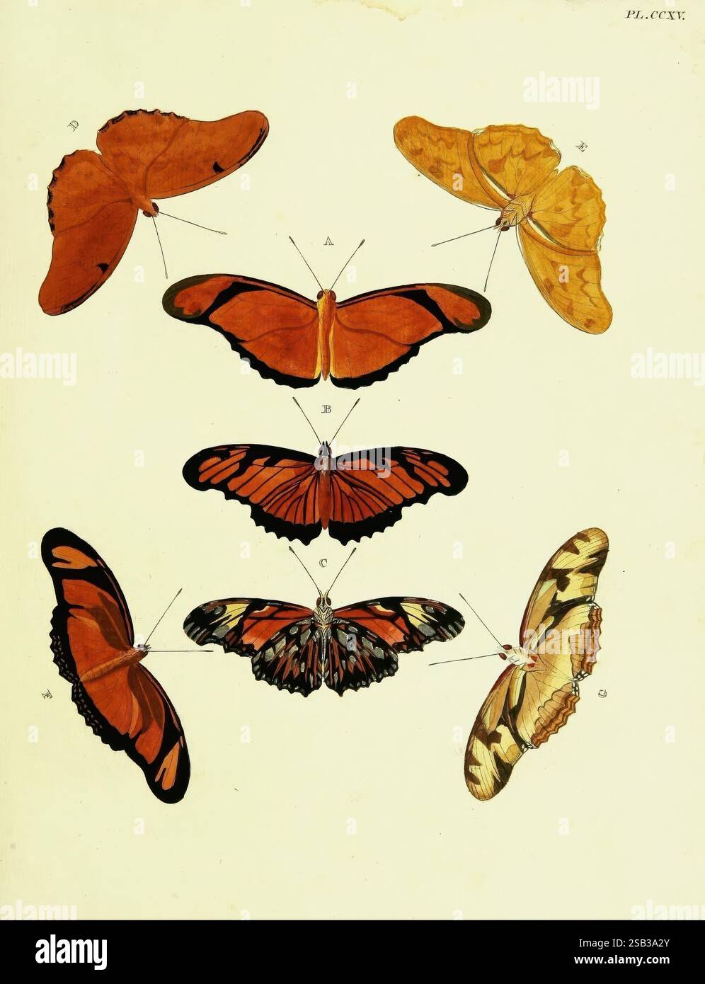 De uitlandsche kapellen voorkomende in de drie waereld-deelen, Asia, Africa en America, Amsteldam, Chez S. J. Baalde, 1779-1782. Afrika, Amerika, Asien, Schmetterlinge, Surinam, Lepidoptera, 10, die Abbildung zeigt mehrere Schmetterlinge in einem strukturierten Format. Jeder Schmetterling ist mit einer Buchstabenbezeichnung gekennzeichnet: A bis G. der obere Teil zeigt zwei leuchtende Schmetterlinge mit großen, orange gefärbten Flügeln, während der mittlere Teil einen auffälligen Schmetterling mit einer Mischung aus orange, schwarz und braunen Mustern enthält. Unten zeigt ein weiterer Schmetterling kräftige Farben und komplizierte Farben Stockfoto