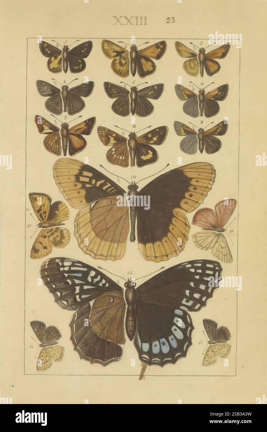Lepidoptera, Manuskript, zwischen 1873 und 1883?, lepidoptera, Lebenszyklen, Manuskripte, Bildwerke, Insekten, Schmetterlinge, diese Illustration zeigt eine Sammlung verschiedener Schmetterlingsarten, die in organisierter Weise angeordnet sind. Im oberen Bereich sind kleine, farbenfrohe Schmetterlinge mit komplizierten Mustern auf ihren Flügeln zu sehen, während die größeren, markanteren Schmetterlinge den mittleren und unteren Teil der Komposition dominieren. Jeder Schmetterling ist akribisch detailliert und hebt die einzigartigen Formen, Farben und Texturen ihrer Flügel hervor. Ein nummeriertes System begleitet einige der Schmetterlinge, was den Th angibt Stockfoto