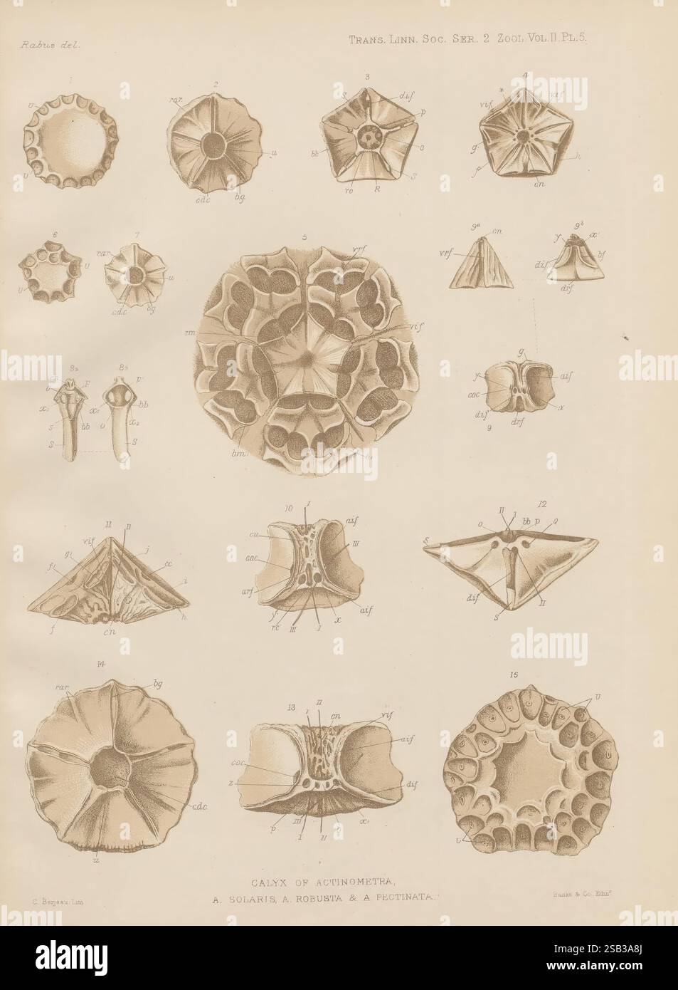 Transaktionen der Linnean Society of London, London, [The Society], 1879, Gelernte Institutionen und Gesellschaften, Naturgeschichte, Periodika, Zoologie. Diese Illustration zeigt eine Vielzahl komplexer geologischer und biologischer Formen, die alle sorgfältig beschriftet sind. Die Entwürfe weisen zahlreiche Muster und Strukturen auf, die Fossilien oder Mineralien ähneln, mit einer Reihe symmetrischer Formen, einschließlich kreisförmiger, dreieckiger und sternförmiger Formationen. Verschiedene Texturen und Details werden hervorgehoben, was die einzigartigen Eigenschaften der einzelnen Proben unterstreicht. Diese Sammlung dient als visuelle Studie in Mor Stockfoto