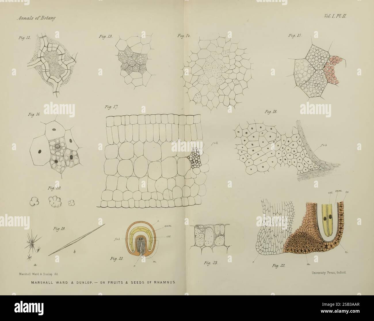 Annals of Botany London Botany Periodicals Plants enthält diese Sammlung eine Reihe botanischer Illustrationen, die verschiedene Pflanzenstrukturen detailliert beschreiben, insbesondere Früchte und Samen der Gattung Rhamnus. Jede Figur ist sorgfältig beschriftet und zeigt unterschiedliche zelluläre Anordnungen und anatomische Merkmale. Die Illustrationen enthalten Querschnitte, die zelluläre Muster, Oberflächen von Samen und unterschiedliche Gewebetypen zeigen und einen umfassenden Überblick über die Morphologie dieser Pflanzen geben. Die detaillierten Zeichnungen heben die komplizierten Designs hervor, die in der Natur zu finden sind, und bieten Einblicke in t Stockfoto