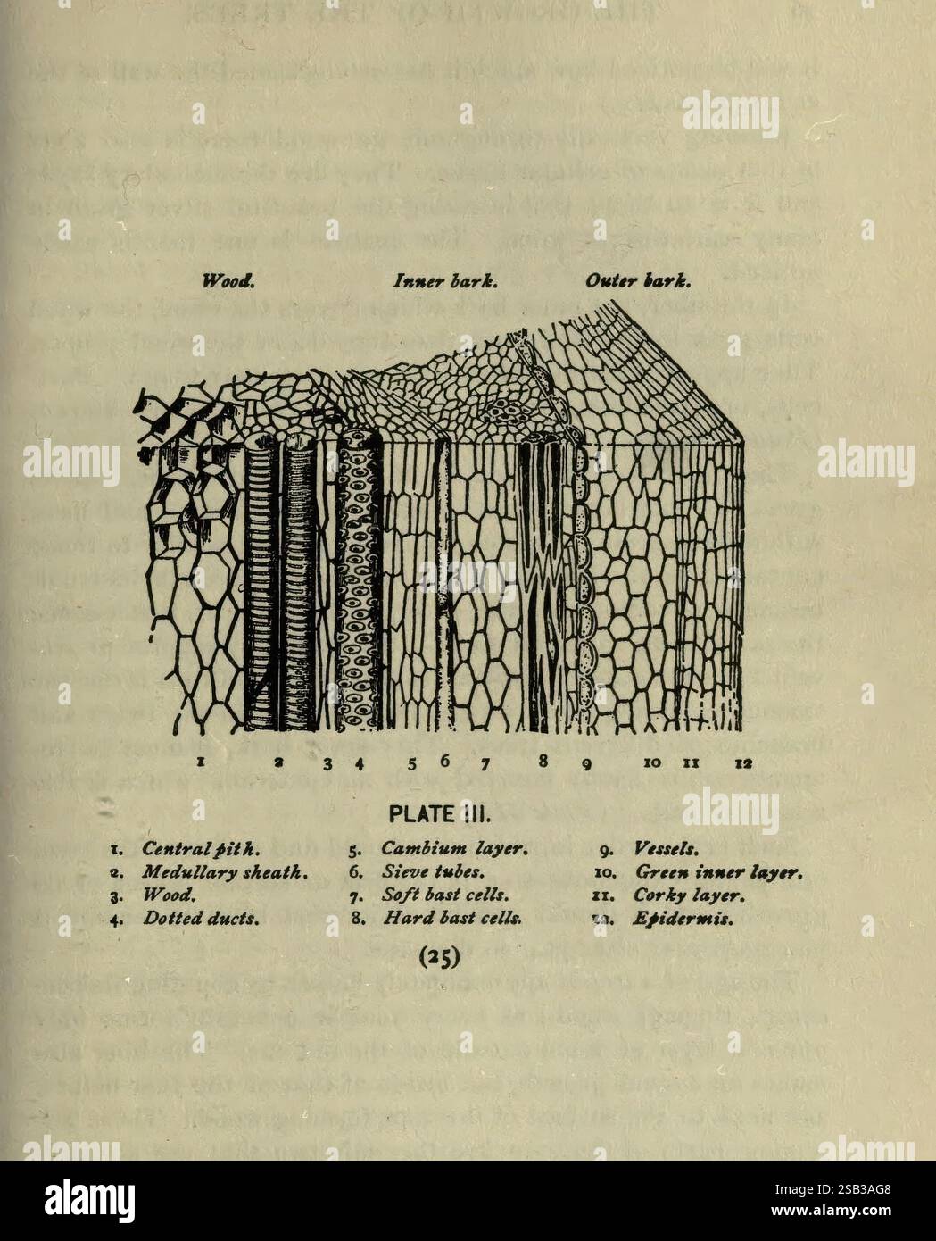 Ein Guide zu den Bäumen, New York, F.A. Stokes, [c1900], Bäumen, USA, Frauen in der Wissenschaft, Marian Ellis Ryan Rowan, die Abbildung zeigt eine Querschnittsansicht eines Baumstamms und hebt die verschiedenen Schichten von Holz und Rinde hervor. Jeder Layer ist zur besseren Darstellung mit entsprechenden Zahlen versehen. Der zentrale Teil des Stammes weist den zentralen Punkt auf, während die umgebenden Schichten die Markscheide, Holz und äußere Rinde umfassen. Zusätzliche Beschriftungen identifizieren verschiedene Komponenten, wie z. B. die Cambiumschicht, Gefäßbündel und die Epidermis, und geben so einen detaillierten Einblick in die Th Stockfoto