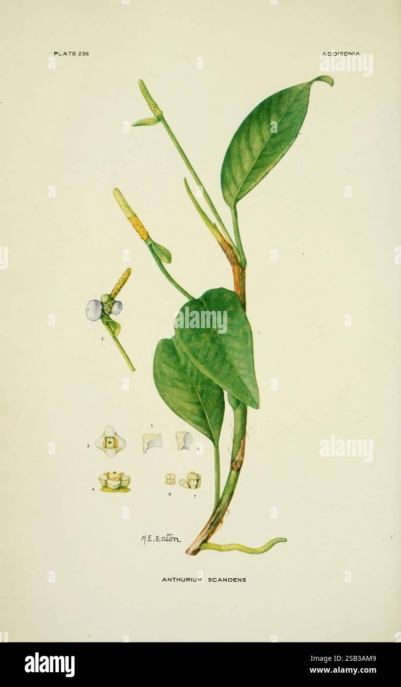 Addisonia, New York, New York Botanical Garden, 1916-1964, Zeitschriften, Bildwerke, Pflanzen, Vereinigte Staaten, Anthurium scandens, diese Illustration zeigt die botanische Studie von Anthurium scandens, wobei die eleganten, lang gestreckten Blätter, die reich an Details sind, deutlich sichtbar sind. Der zentrale Stamm ist in einer zarten, geschwungenen Form dargestellt, die das natürliche Wachstumsmuster der Pflanze zeigt. Neben der Hauptpflanze zeigt eine Reihe kleinerer Details die Blüten und Fortpflanzungsstrukturen und hebt ihre unterschiedlichen Formen und Texturen hervor. Etiketten begleiten diese Elemente und sorgen für Klarheit Stockfoto