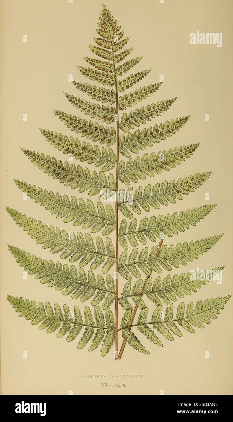 Farn illustration historisch -Fotos und -Bildmaterial in hoher Auflsung   Alamy