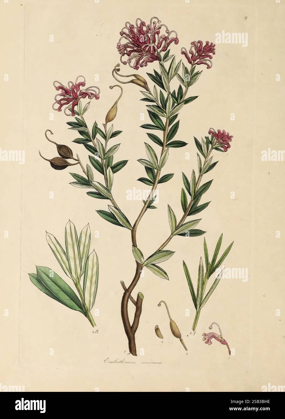 Zoologie und Botanik von New Holland und den angrenzenden Inseln, London, J. Sowerby,[1793–1794], Australien, Botanik, Zoologie, New Holland, Taxonomie, Binomial, Embothrium sericeum, James Sowerby, Eine botanische Illustration, die eine Pflanze zeigt, die sich durch langgezogene, schmale Blätter und leuchtend rosa Blüten auszeichnet. Die komplizierten Details betonen die einzigartige Struktur der Blumen mit ihren gewellten Blütenblättern und ihren unterschiedlichen Formen. Daneben gibt es zusätzliche Skizzen der Blätter und Samenkapseln der Pflanze, die einen umfassenden Überblick über ihre Anatomie bieten. Die Gesamtkomposition betont die Eleganz o Stockfoto