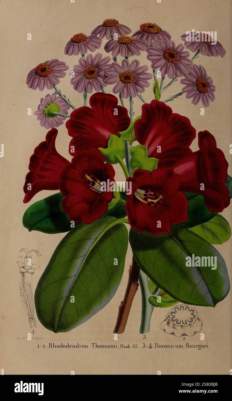 Belgique horticole Lüttich Botanik Gartenbau Zeitschriften Pflanzen, die Illustration zeigt eine lebendige Darstellung der botanischen Arten. Im Vordergrund zeigen die satten roten Blüten des Rhododendrons Thomsonii große, trompetenförmige Blüten mit einem üppigen, grünen Hintergrund aus Blättern. Dahinter sorgen zarte Gruppen kleinerer, blassvioletter Gänseblümchen für eine kontrastierende Textur und Farbe. Die Komposition wird mit detaillierten Skizzen ihrer jeweiligen anatomischen Merkmale vervollständigt, die das Studium dieser exquisiten Pflanzen verbessern. Stockfoto