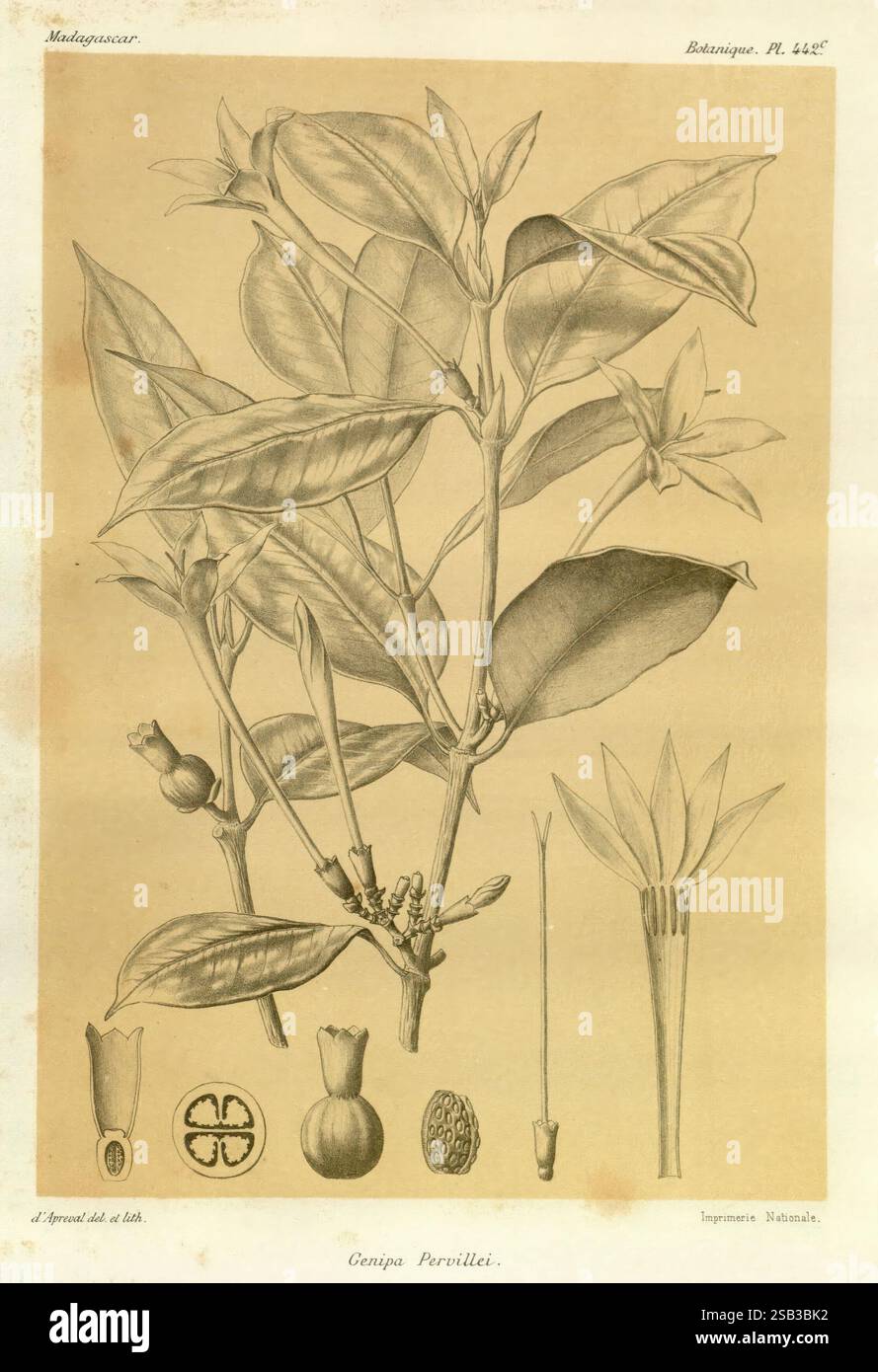 Histoire physique, naturelle, et politique de Madagascar Paris, impr. nationale, 1885-, Beschreibung und Reise, Schmetterlinge, Madagaskar, Karten, Naturgeschichte, Eine botanische Illustration mit der Pflanze Cenipa Parvilli. Die Komposition enthält eine detaillierte Darstellung der Äste, Blätter und Blüten der Pflanze. Die Hauptzeichnung wird durch mehrere kleinere Darstellungen der Früchte und Samen der Pflanze ergänzt, die die verschiedenen Entwicklungsstufen zeigen. Diese Illustration bietet einen informativen Einblick in die Morphologie der Art und hebt sowohl ihre vegetativen als auch ihre reproduktiven Merkmale hervor. Die Stockfoto