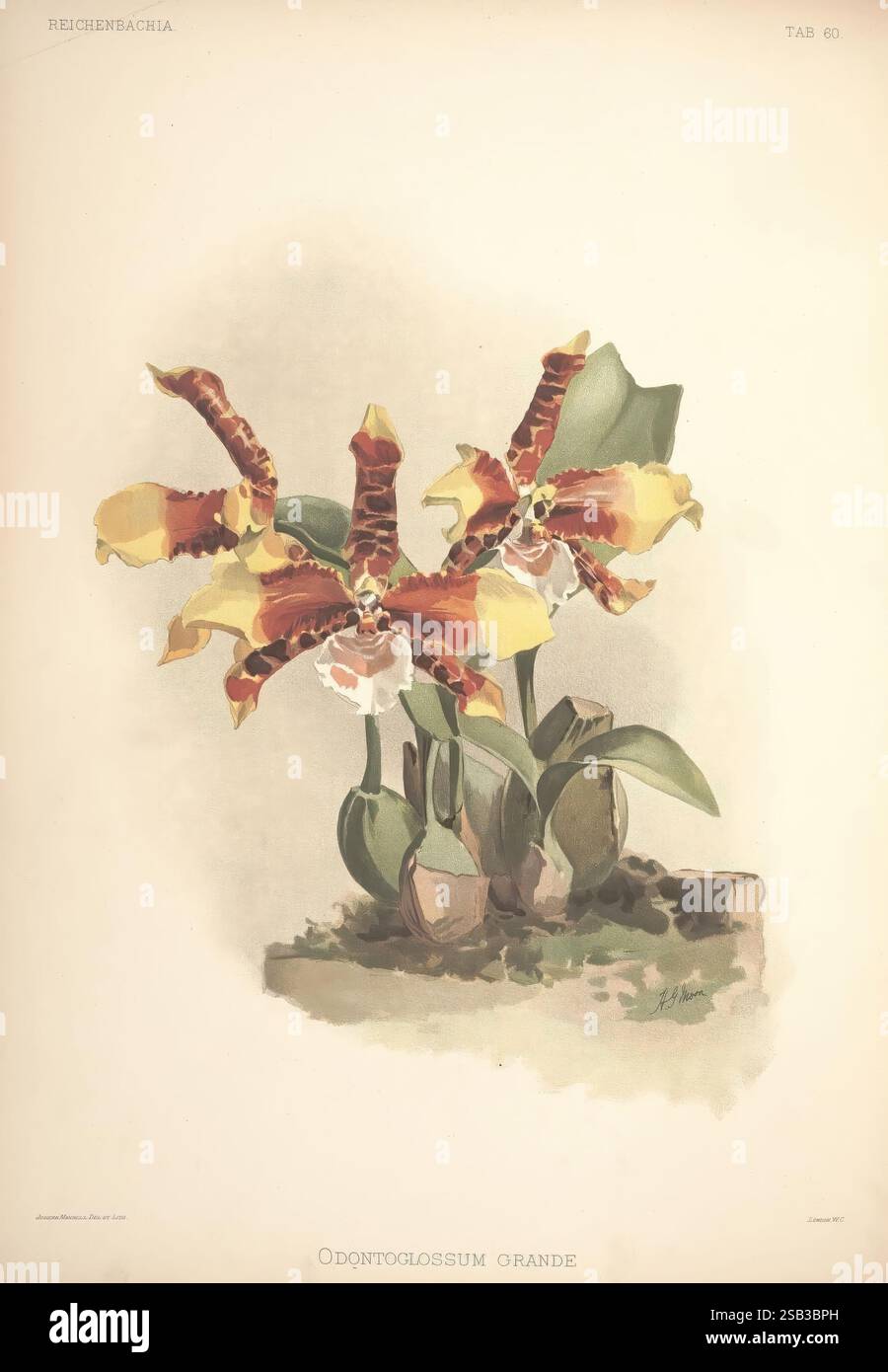 Reichenbachia, St. Albans, London, New York, F. Sander & Co, Orchid Growers & Importers, H. Sotheran & Co, I. Forstermann, 1888-1890. orchidaceae, Henry Frederick Conrad Sander, Orchideen, Botanik, Blumen, Taxonomie: Family= orchidaceae, Henry George Moon, Odontoglossum grande, Rossioglossum grande, Ein atemberaubendes Schauspiel des Odontoglossum grande, das lebendige Blüten mit komplexen Mustern in satten Rot- und Gelbtönen zeigt. Die Blüten mit ihrer unverwechselbaren Form und ihren Markierungen erheben sich anmutig aus üppig grünem Laub. Das Nebeneinander von kräftigen Farben und zarten Texturen unterstreicht den Beau Stockfoto