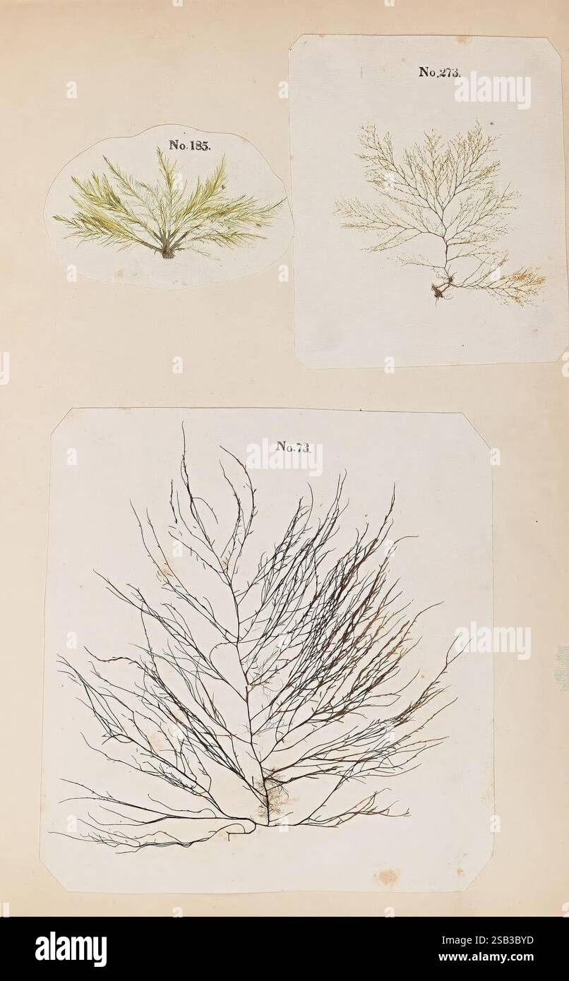 Algen und Korallinen der Bucht und des Hafens von New York, New York, G.P. 1850, botanische Exemplare, koralline Algen, Meeresalgen, New York Bight NJ und NY, New York Harbor NY und NJ. dieses Kunstwerk zeigt drei botanische Illustrationen verschiedener Algen. Das mit „No. 135“ beschriftete Exemplar oben links zeigt feine, feine grüne Stirnblätter mit einem leicht federartigen Aussehen. Das oben rechts beschriftete Exemplar mit der Bezeichnung „No. 274“ zeigt eine strukturiertere, nach außen ausstrahlende Form, die ein komplexes Muster von Zweigen darstellt. Das mit „No. 73“ beschriftete untere Exemplar zeigt eine größere und m Stockfoto