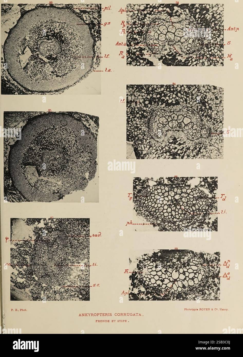 Etudes sur la fronde des Zygopteridae. Lille, Impr. L. Danel, 1909. Filices, Fossil, Zygopteraceae, diese Sammlung detaillierter wissenschaftlicher Illustrationen zeigt Querschnittsansichten der Pflanze Ankyropteris corrugata. Jeder Abschnitt ist sorgfältig mit entsprechenden anatomischen Merkmalen wie Gefäßbündeln, Cortex und Markstrahlen gekennzeichnet (durch Buchstaben und Symbole gekennzeichnet). Die Abbildungen zeigen die komplexe innere Struktur der Pflanze mit unterschiedlichen Mustern und Anordnungen, die für das Verständnis ihrer biologischen Funktionen unerlässlich sind. Diese vergleichenden Ansichten sollen verbessert werden Stockfoto