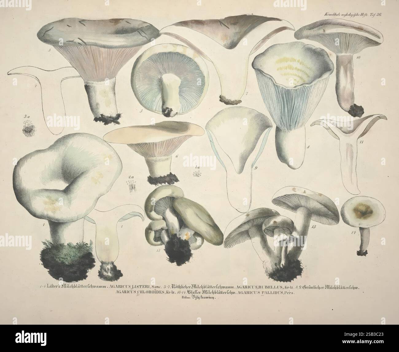 Naturgetreue, Abbildungen, und, Beschreibungen, der, essbaren, schädlichen, und, verdächtigen, Schwämme, Prag, in, Kommission, in, der, J. G. Calve'schen, Buchhandlung, 1831-1846, Basidiomycetes, pathogen, Pilze, Eine Sammlung verschiedener Pilzarten, dargestellt mit komplizierten Details. Jeder Pilz wird mit einem Schwerpunkt auf einzigartigen Merkmalen wie Kappenformen, Kiemen und Stiele dargestellt. Die verschiedenen Größen und Ausrichtungen zeigen eine Reihe von Texturen und Farben, die in Pilzen zu finden sind, was zu ihrer biologischen Vielfalt beiträgt. Einige Exemplare sind mit nummerierten Etiketten versehen, die ihre wissenschaftlichen Angaben angeben Stockfoto