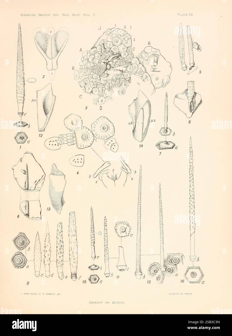 Phylogenie der Echini, Boston, die Gesellschaft, 1912, Paläontologie, Paläozoik, Seeigel, Fossilien, Seeigel, diese Sammlung zeigt verschiedene detaillierte Abbildungen von Stachelhäutern, insbesondere von Echini oder Seeigeln. Die Figur ist in mehrere beschriftete Abschnitte (1 bis 15) unterteilt, die eine Reihe anatomischer Merkmale wie Wirbelsäule, Kiefer und Teststrukturen darstellen. Jedes beschriftete Teil wird systematisch dargestellt, um die unterschiedliche Morphologie dieser Meeresorganismen hervorzuheben, einschließlich der verschiedenen Arten von Stacheln und ihrer Anordnung. Außerdem können einige Abschnitte angezeigt werden Stockfoto