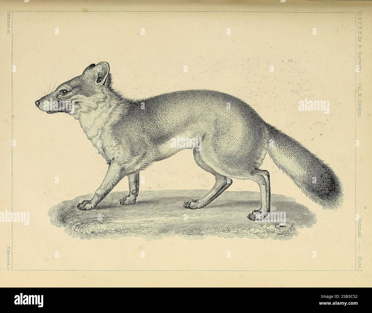Katalog nordamerikanische Säugetiere mit Zeichnungen und Nachweis der Platten 1856? Naturgeschichte der Säugetiere Nordamerikas Bildwerke Vulpes littoralis Fuchs, Eine detaillierte Illustration eines Fuchses im Profil, der seinen schlanken Körper und seinen buschigen Schwanz zeigt. Der Fuchs steht auf allen Vieren, mit leicht zum Betrachter gewendetem Kopf, der seine scharfen Merkmale und seinen aufmerksamen Ausdruck unterstreicht. Die Fellstruktur ist aufwändig gerendert und zeigt das Licht und die Schatten, die ihre Form bestimmen. Der Hintergrund ist minimal, so dass der Fuchs der Brennpunkt sein kann, während ein Etikett seine Klassifizierung als Teil einer St anzeigen kann Stockfoto