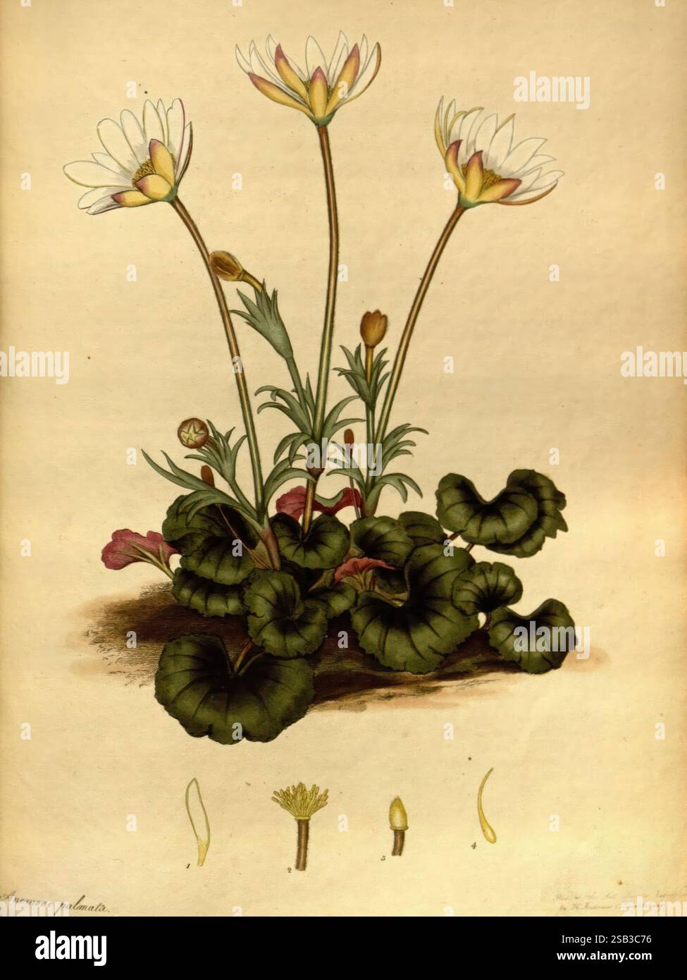 Das Archiv des Botanikers, London, der Autor 1797-[1811?], Plants, Eine botanische Illustration, die eine Gruppe von zarten Blüten zeigt, die von langen grünen Stielen und breiten Blättern gekennzeichnet sind. Die Blüten mit weißen Blüten und einem Hauch von Gelb an der Basis entspringen einer üppigen Rosette aus Blättern. Neben der Hauptgruppe sind kleinere Blütenknospen vorhanden, die auf zukünftige Blüten hinweisen. Ein Abschnitt der Abbildung zeigt detaillierte Studien verschiedener Pflanzenteile, einschließlich einer gestreckten Form, die eine Samenkapsel oder eine andere botanische Struktur repräsentiert, was einen Einblick in die Anatomie bietet Stockfoto