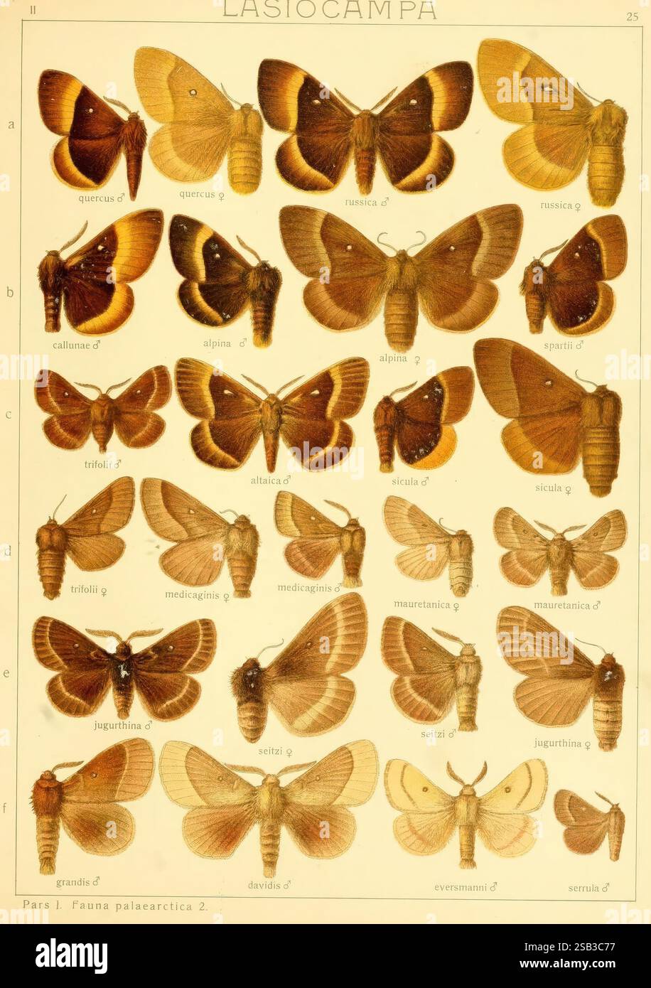 Die Gross-Schmetterlinge der Erde, Stuttgart, Alfred Kernen, 1909-, Schmetterlinge, lepidoptera, das Bild zeigt eine Reihe detaillierter Illustrationen verschiedener Arten von Falter, die in einem strukturierten Gitterformat dargestellt werden. Jeder Falter ist mit einem Buchstaben gekennzeichnet, der seiner Bezeichnung entspricht, z. B. „a“, „b“, „c“ usw. zusammen mit seinem wissenschaftlichen Namen. Die Illustrationen zeigen die Vielfalt in Farbe, Größe und Flügelmuster der Falter und betonen ihre einzigartigen Eigenschaften. Die Gesamtzusammensetzung stellt einen systematischen Ansatz für die Untersuchung dieser Insekten dar, wobei ihre Schönheit und ihre va hervorgehoben werden Stockfoto